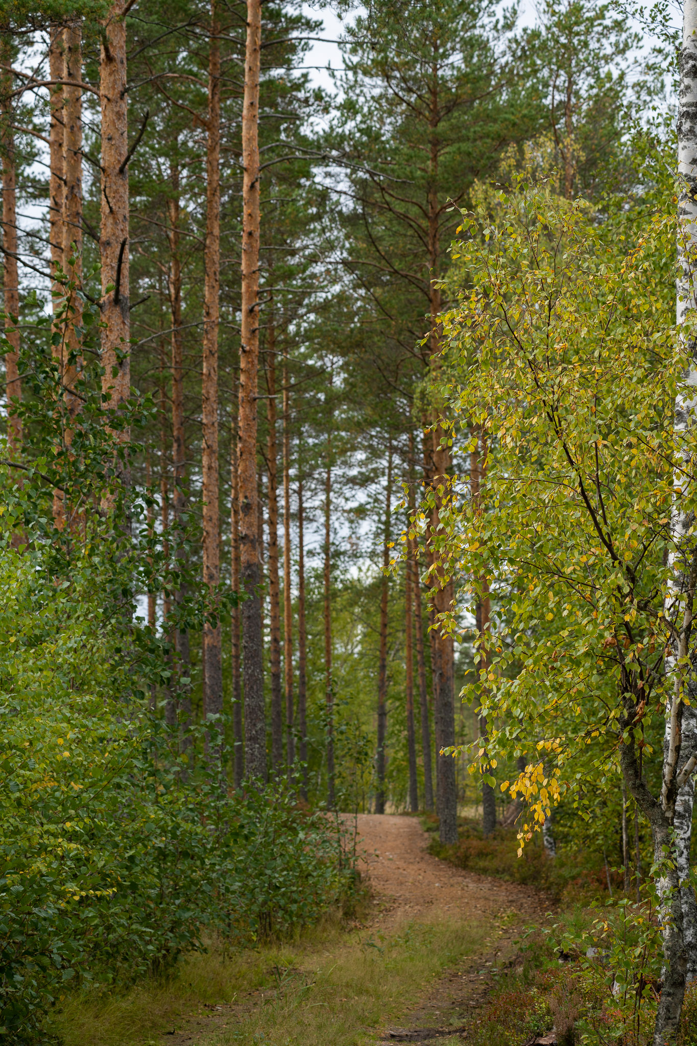 Wanderweg durch den Wald