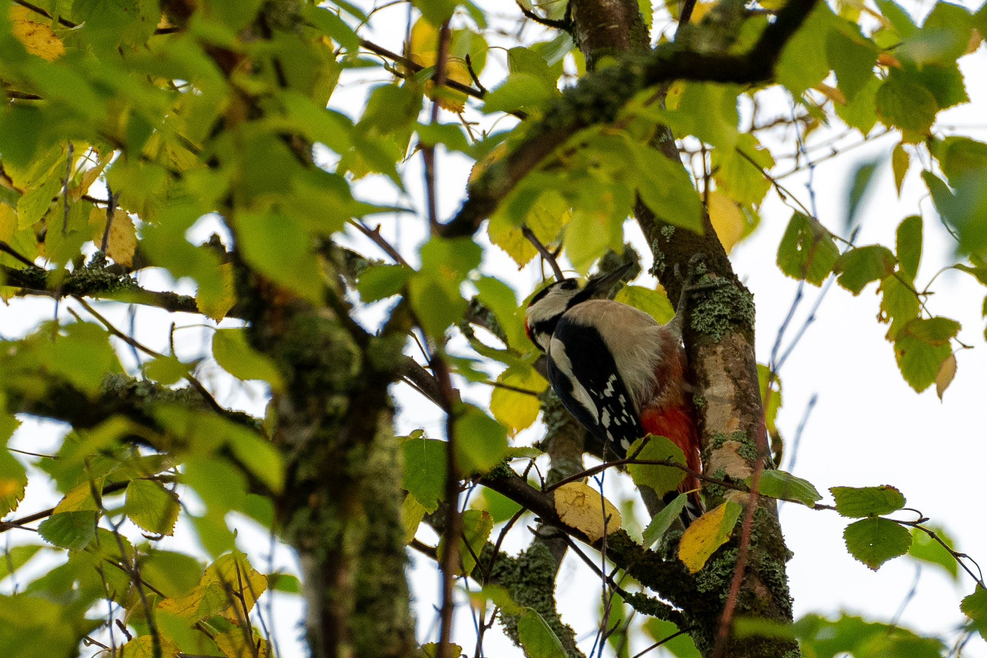 Unser Nachbar (heute einigermassen erwischt)