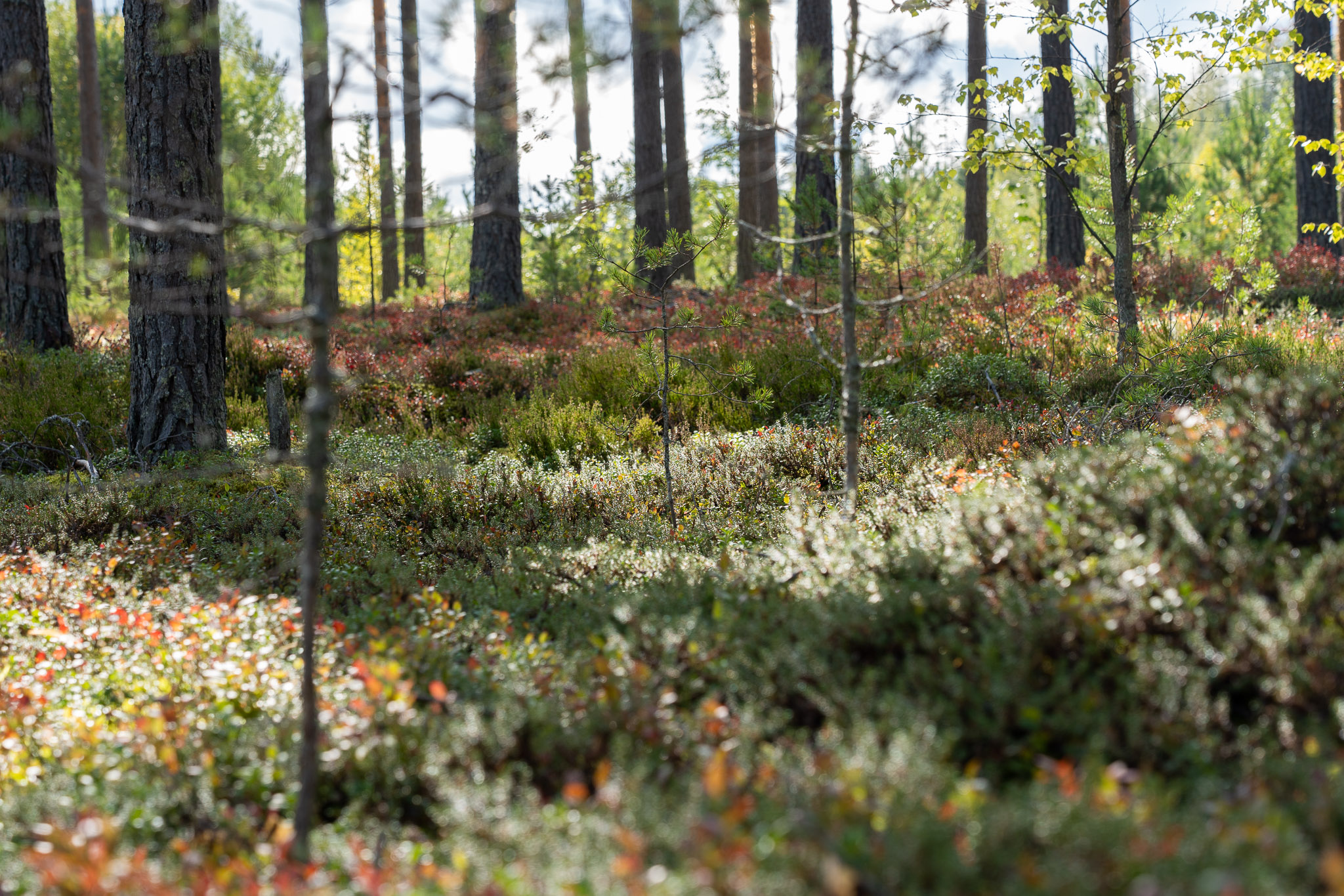 Waldboden voller Moos und Heidelbeersträucher