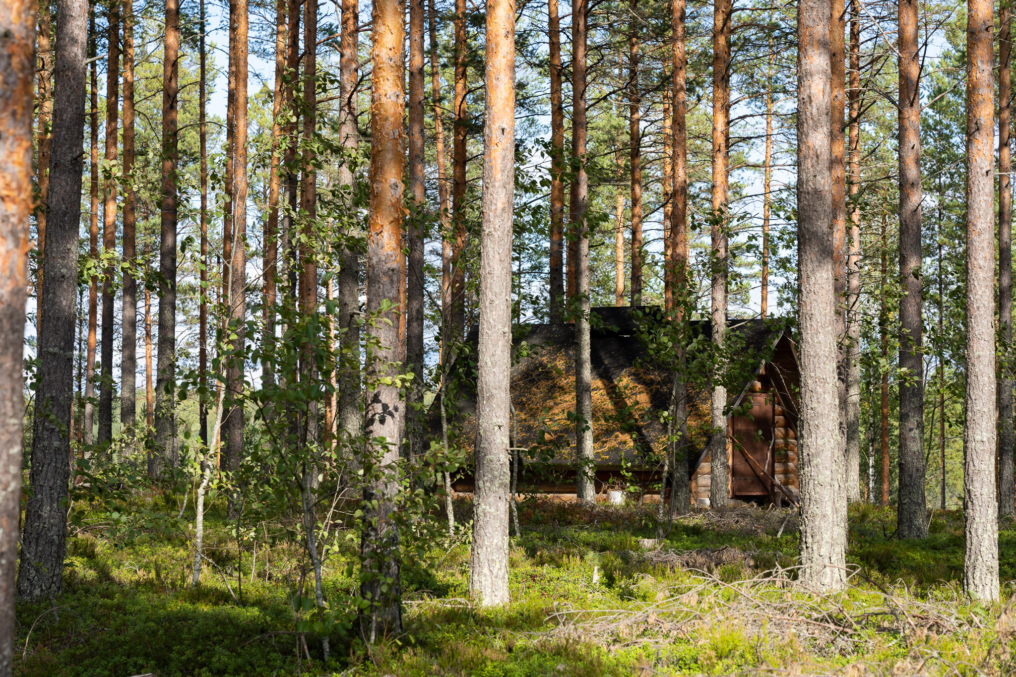 Häuschen mit Feuerstelle im Wald