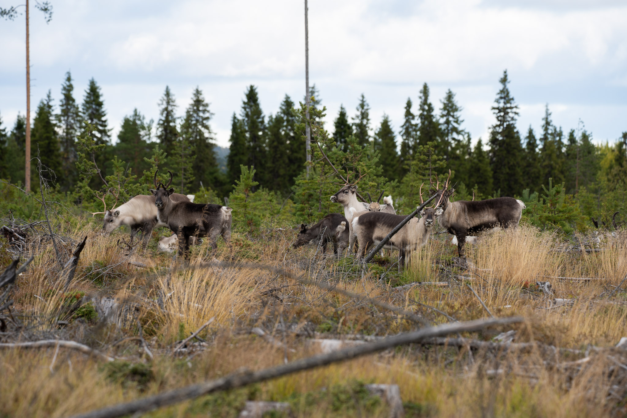 Rudolf und seine Freunde