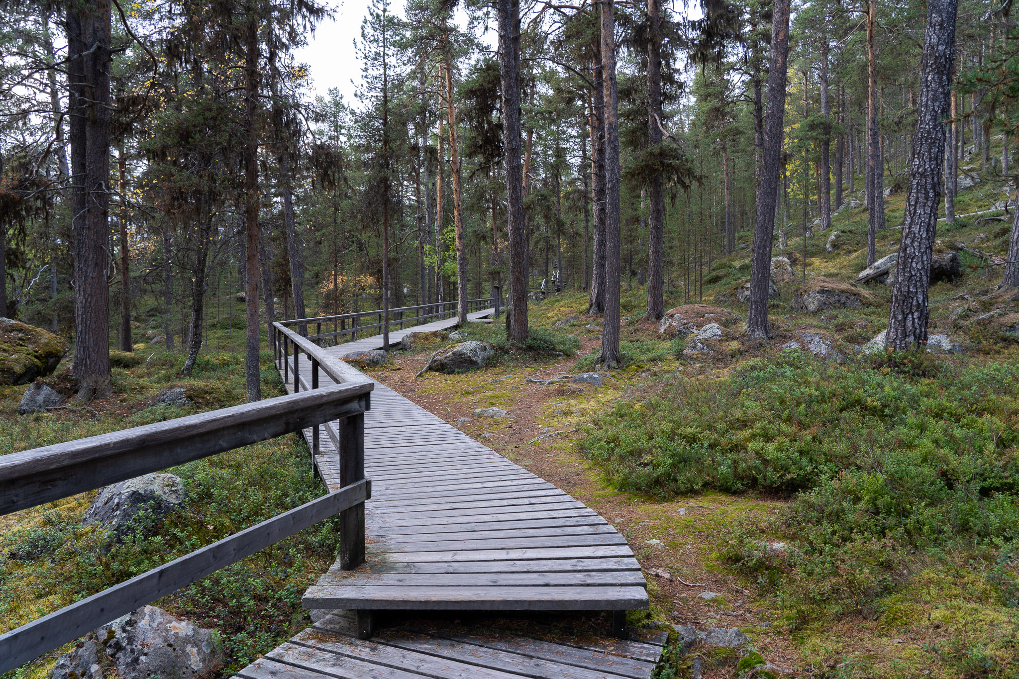 Bärenpfad durch den Wald