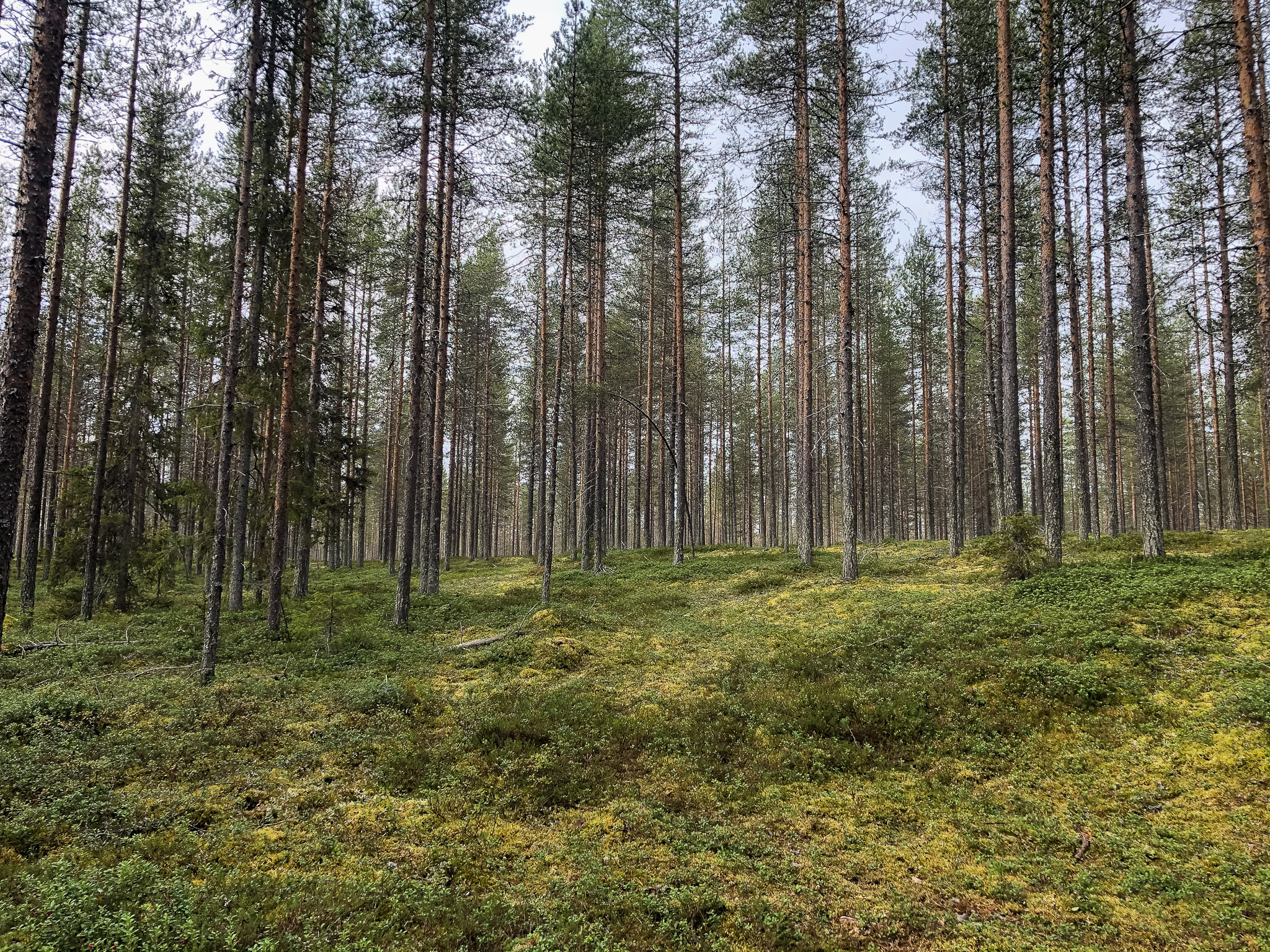 Waldspaziergang bei erster Rast