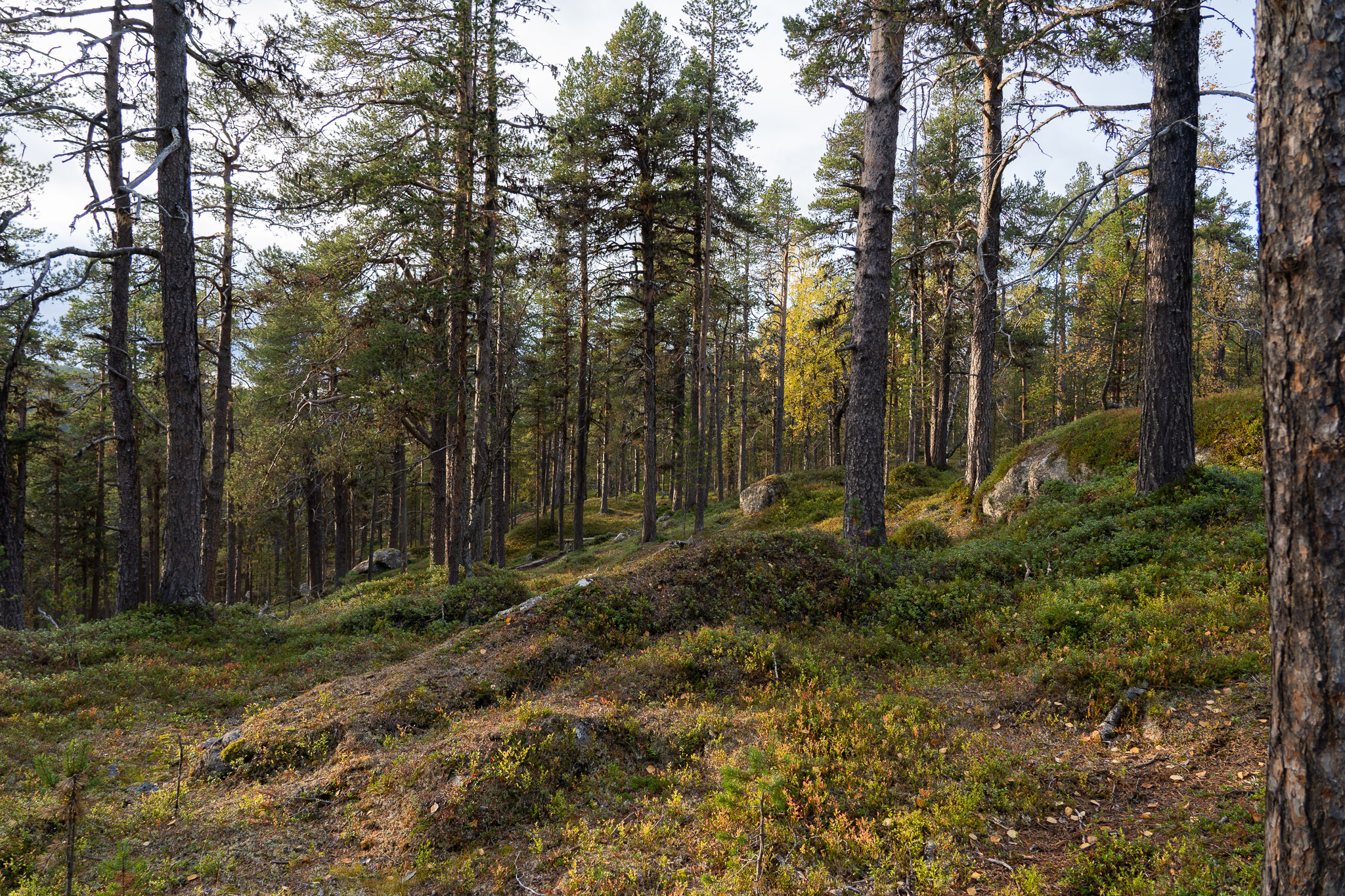 Bärenpfad durch den Wald