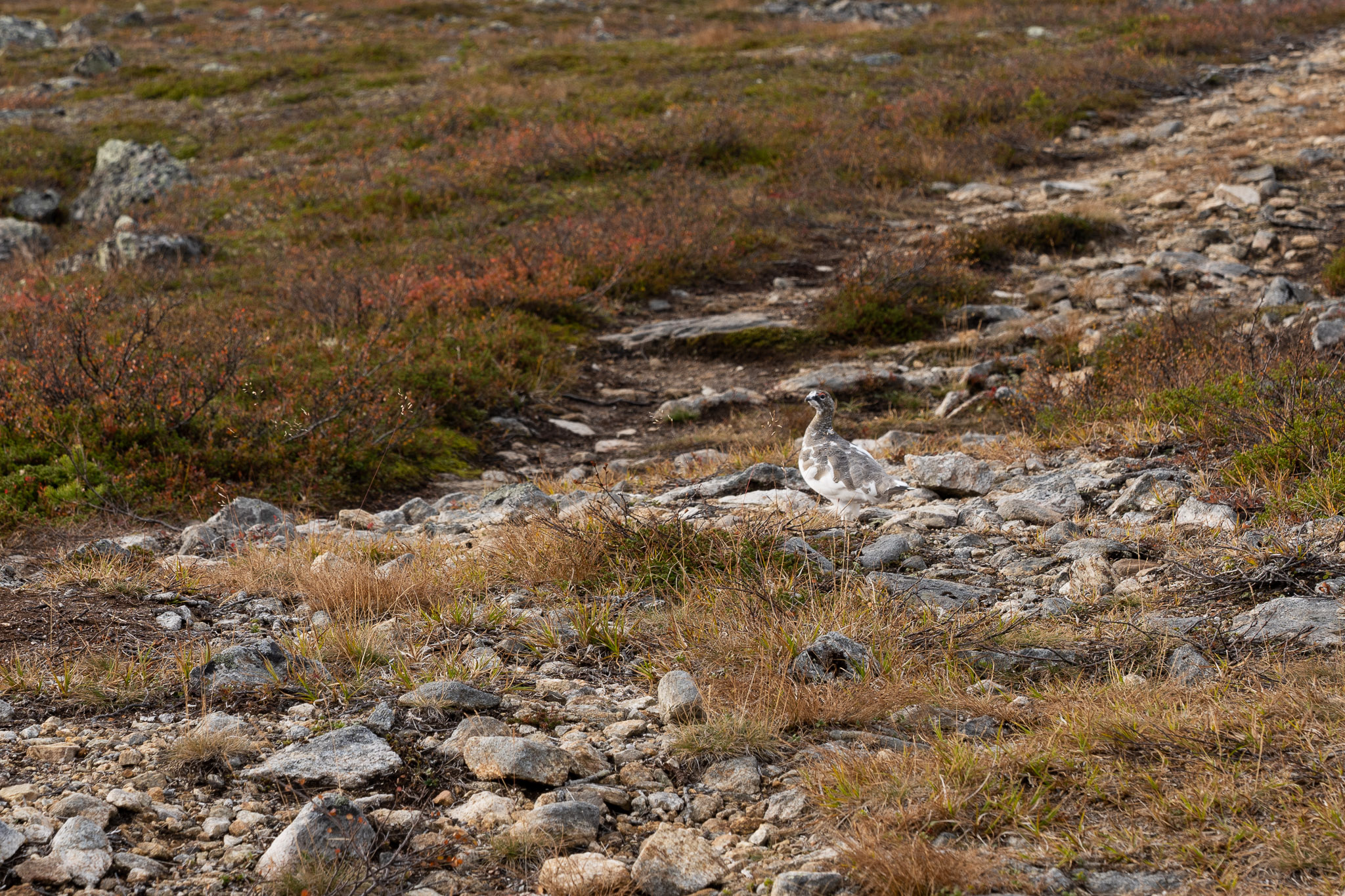 Wegkontrolle durch Schneehuhn
