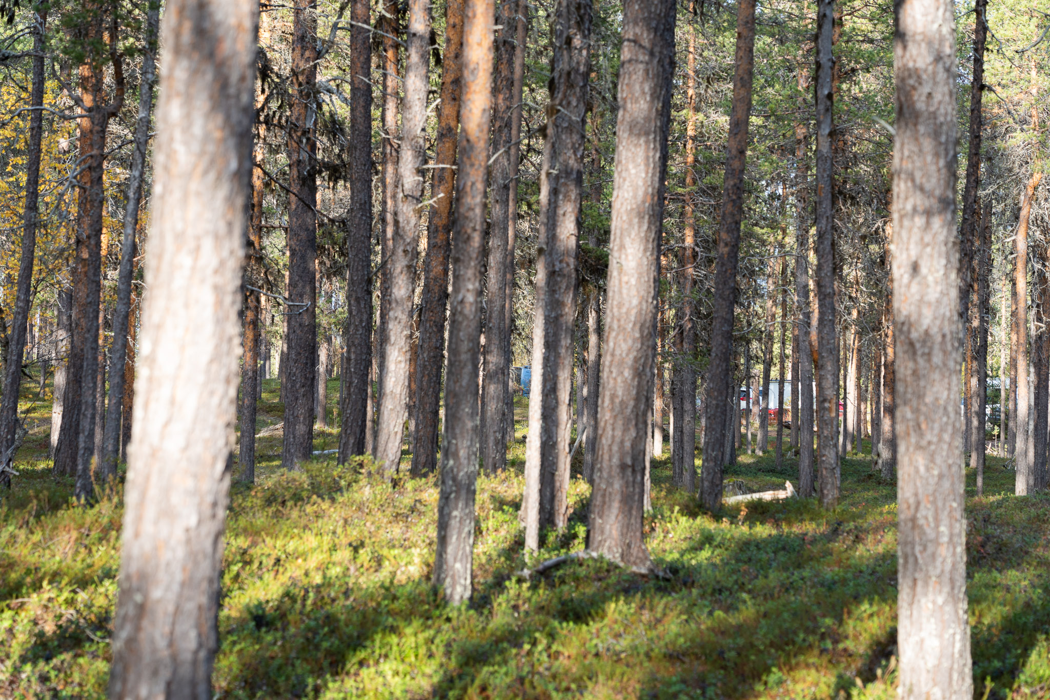 Endlich, Hirvigo in Sicht