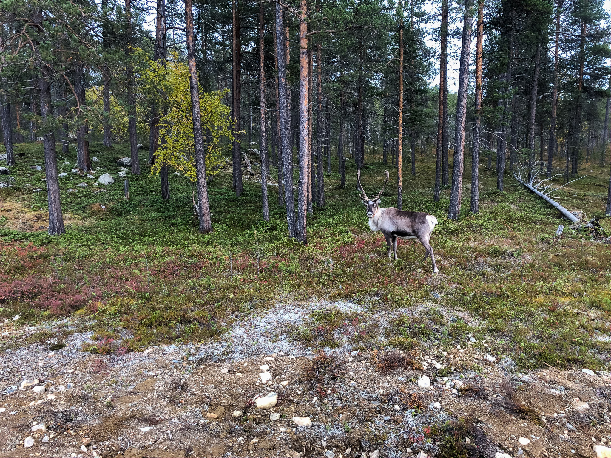 Obligatorisches Rentier-Treffen