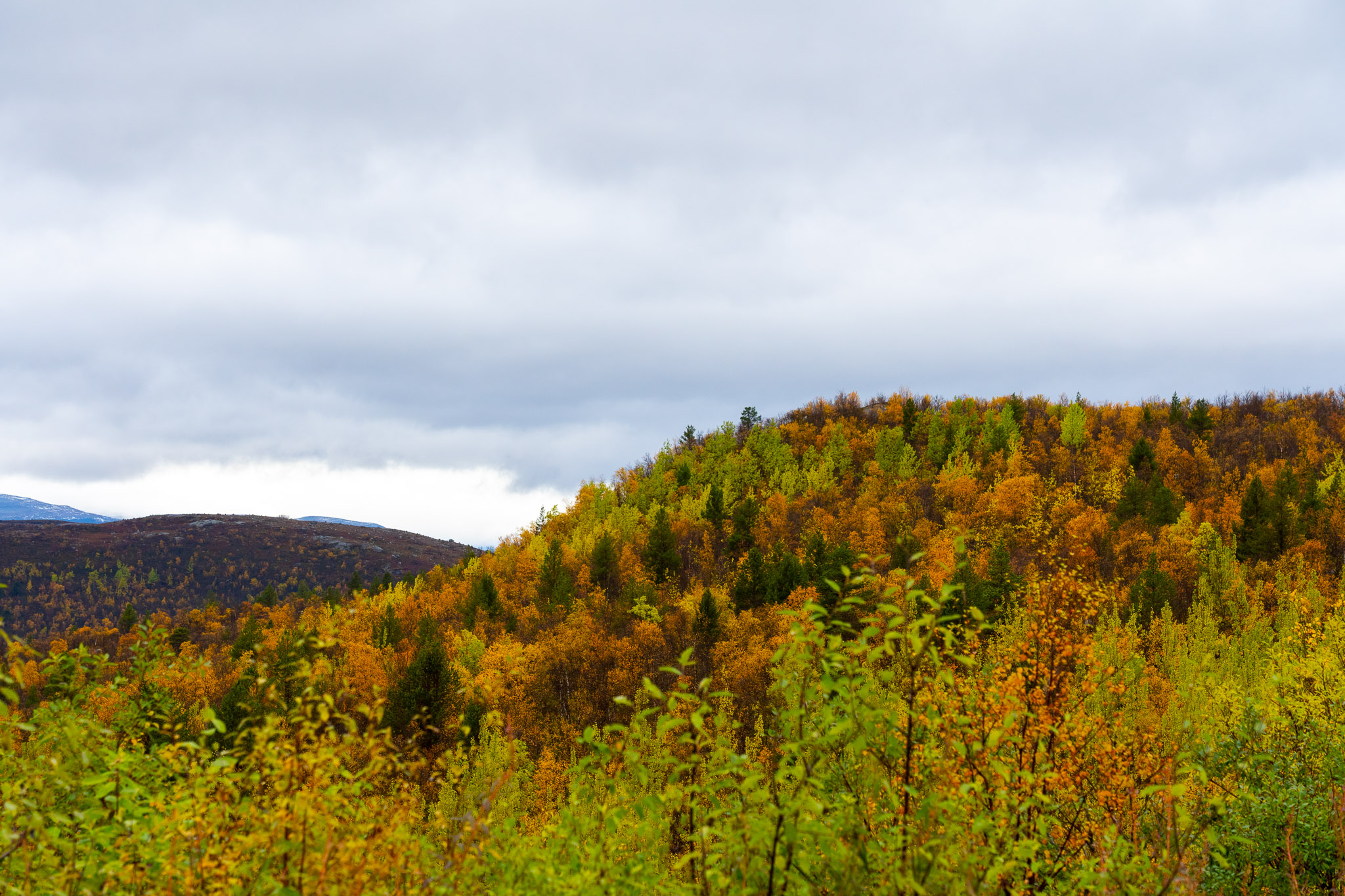 Farbige Wälder so weit das Auge reicht