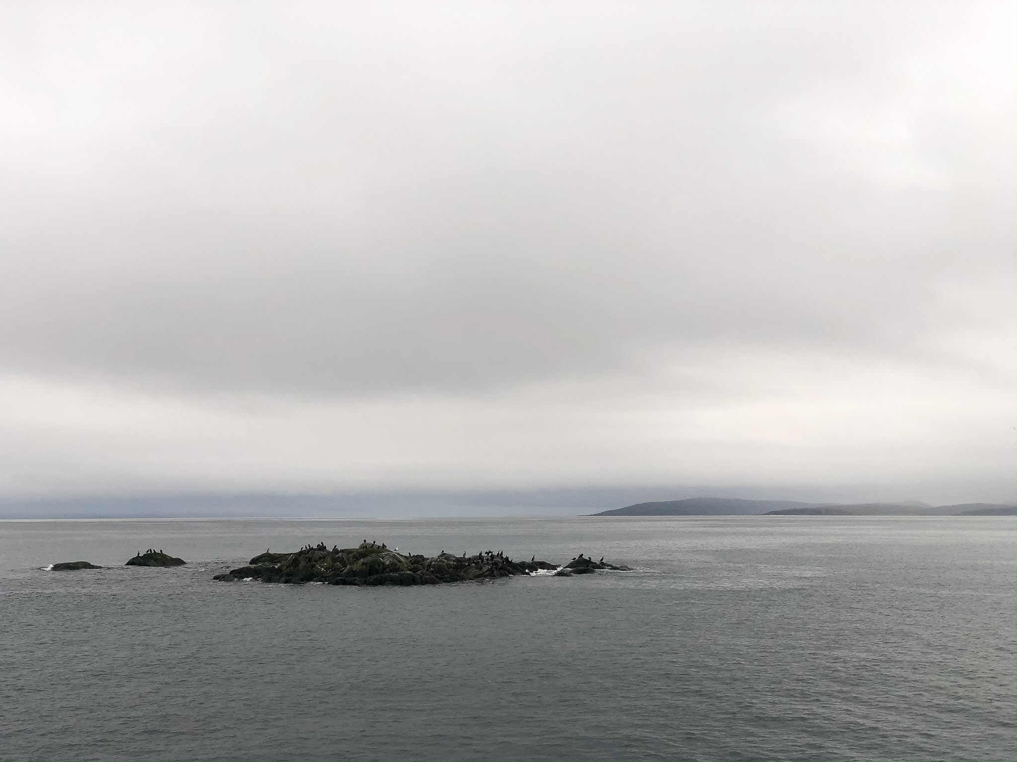 Vögel vor der Küste von Honningsvåg