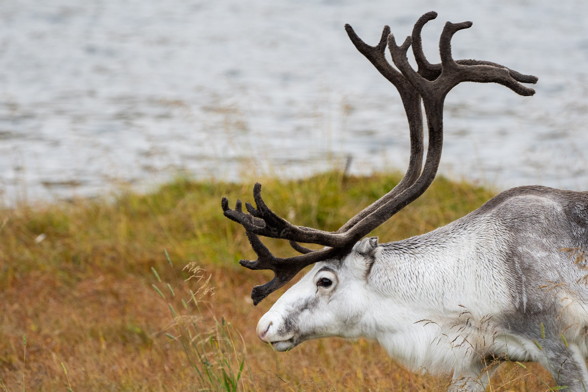 Rudolf im Vorgarten