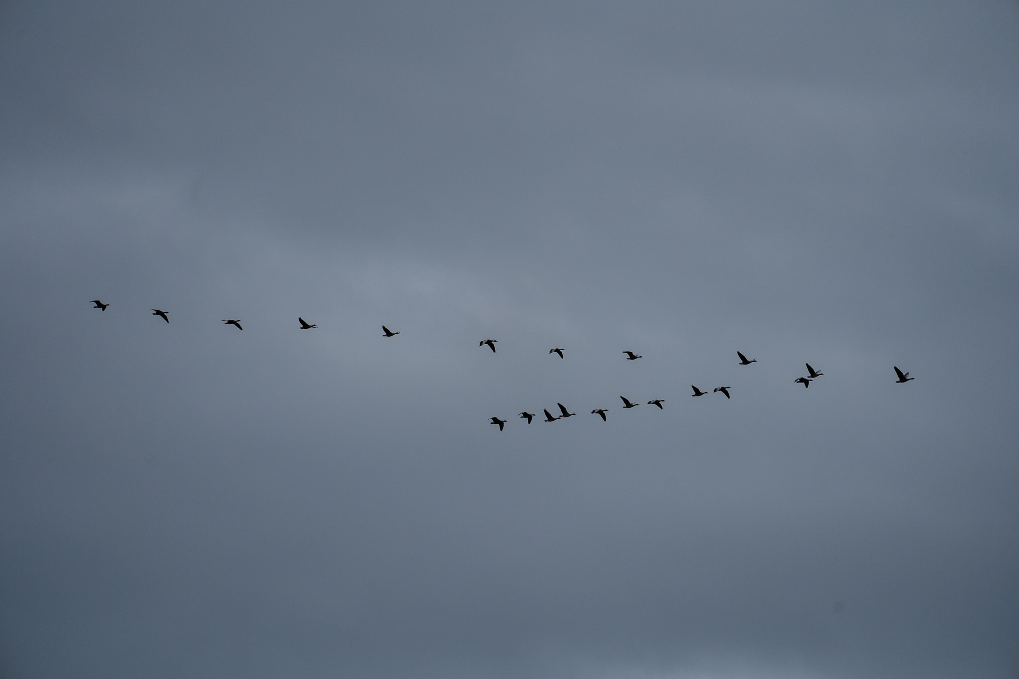 Gänse in V-Formation...