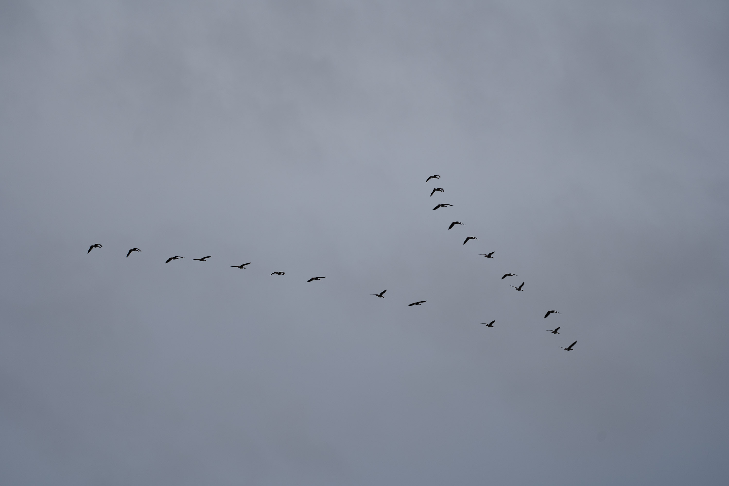 ...ziehen über uns hinweg