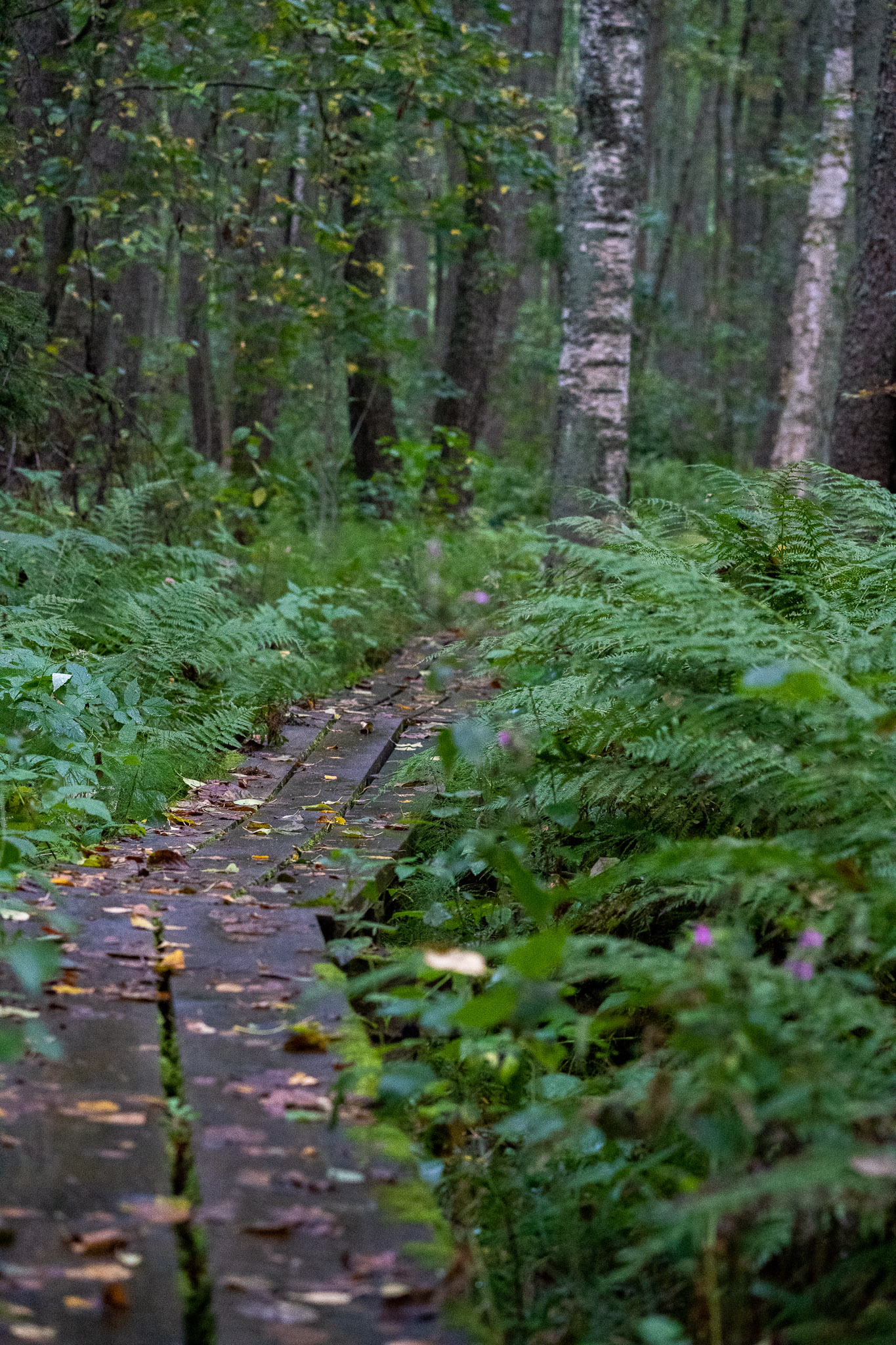 Wanderung auf Vogelpfad Wanderung auf Vogelpfad