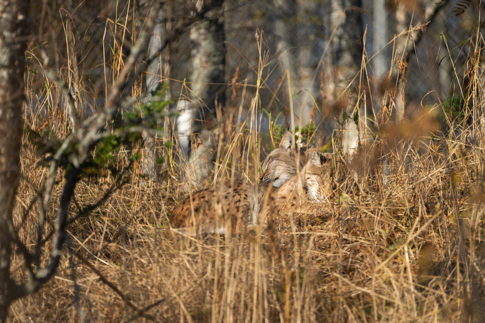 ...und weiter dösen