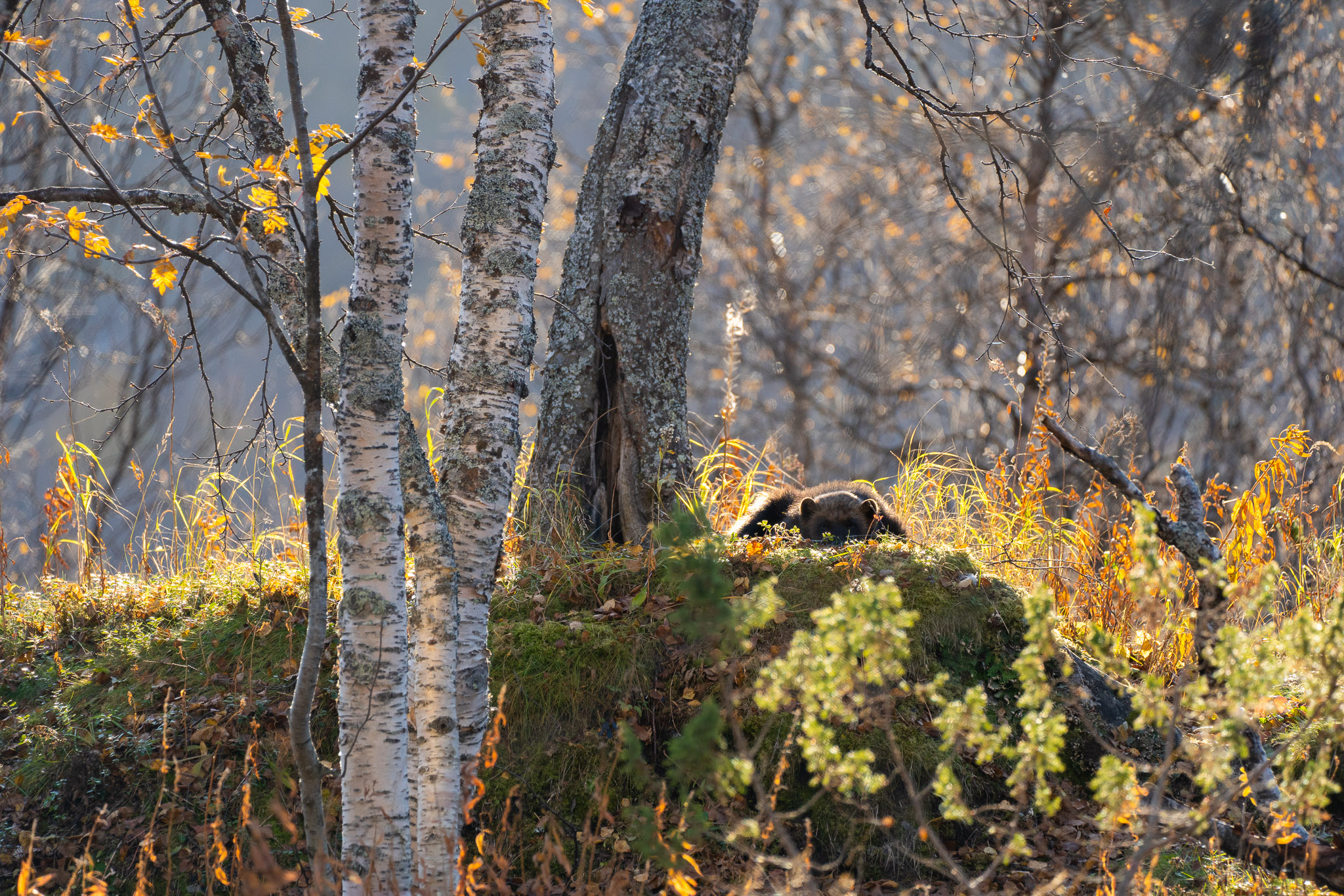 Pause zwischen dem Fressen