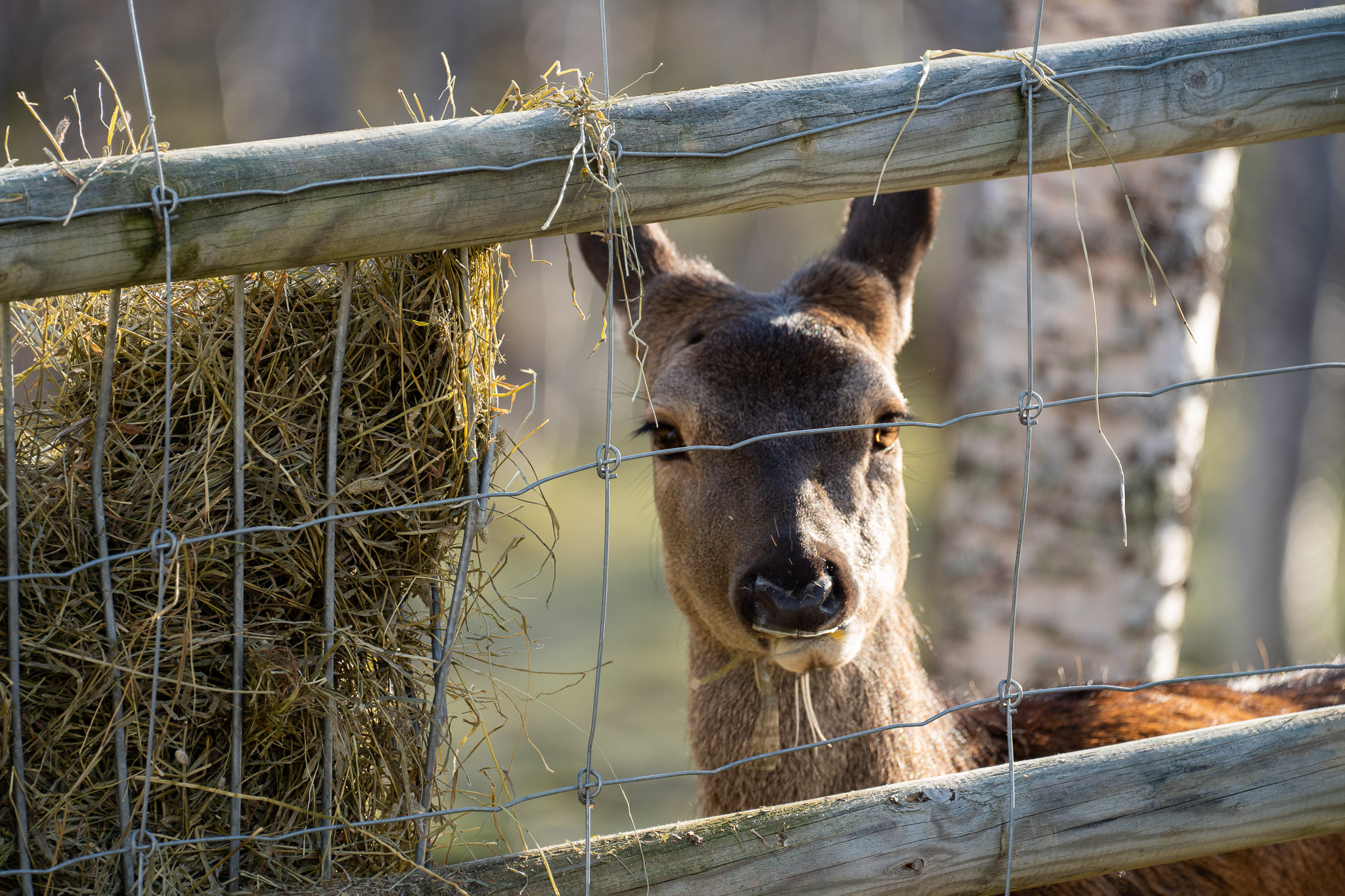wenig begeisterte Hirschkuh