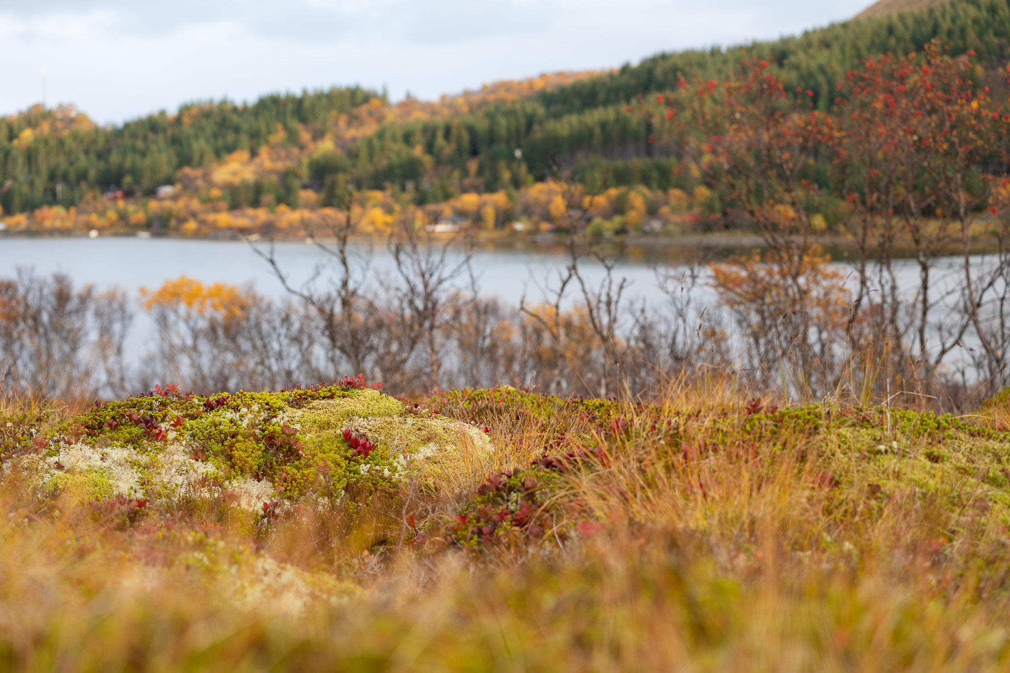 Spaziergang durchs Moor...