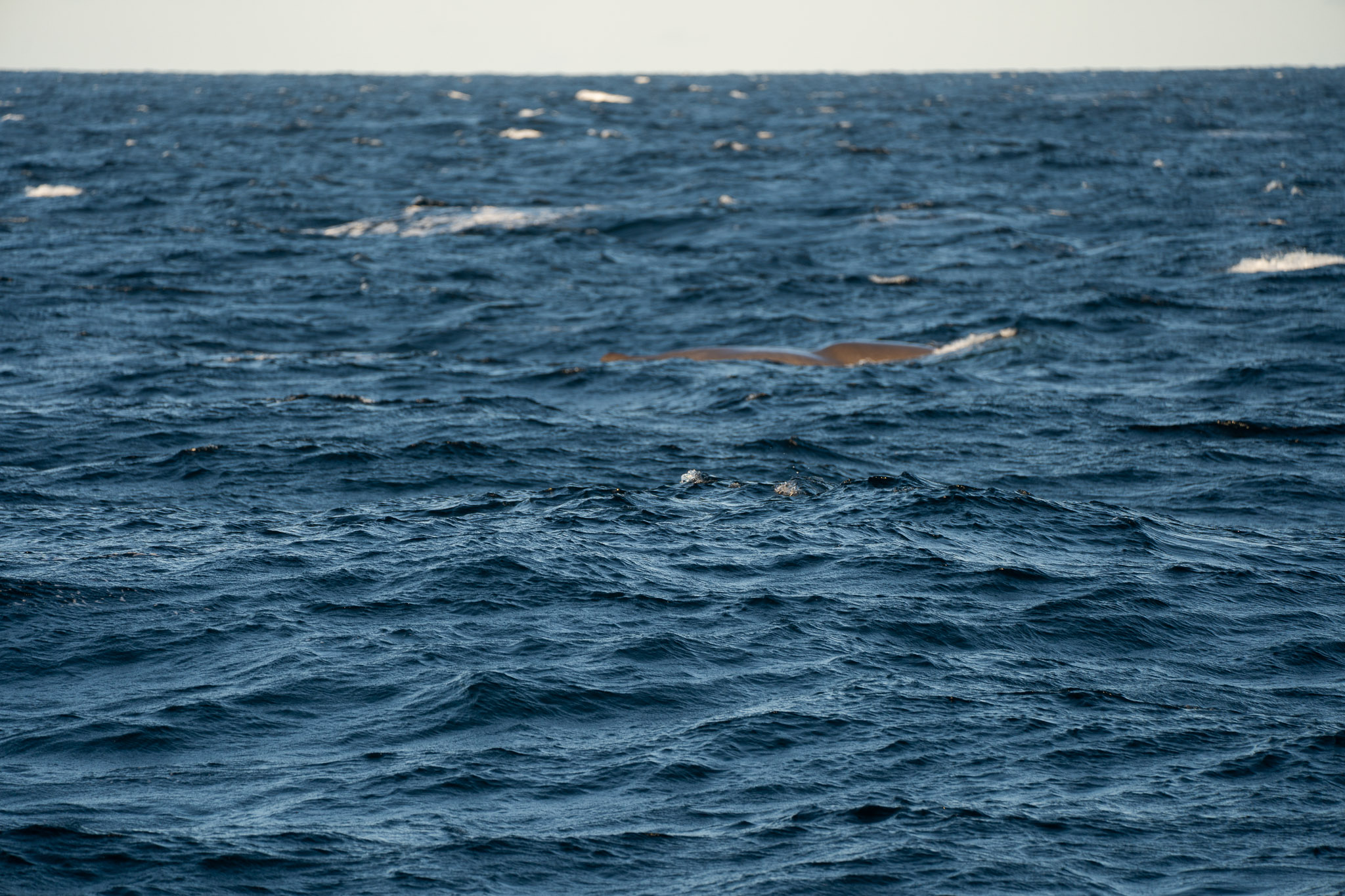 Auch ein Rücken kann entzücken