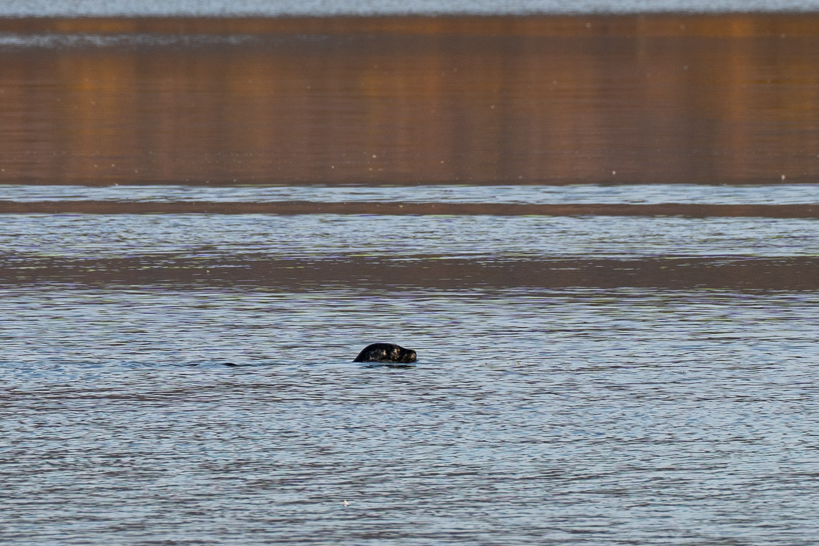 Wohl Robbe (oder doch Otter?)