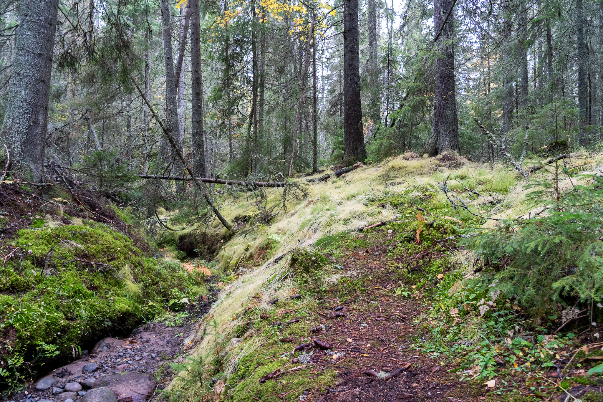 Eindrücke von Skuleskogen