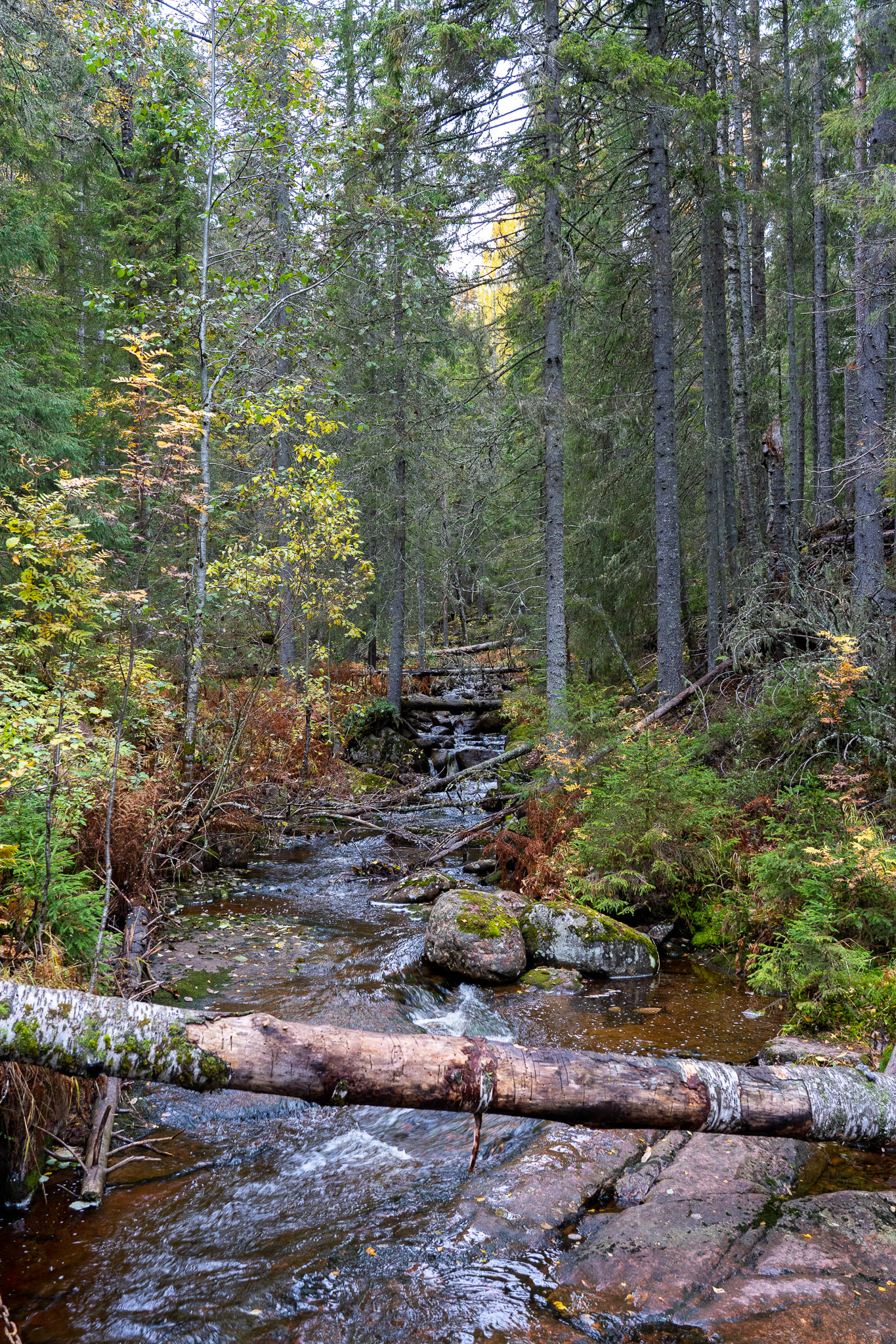 Eindrücke von Skuleskogen