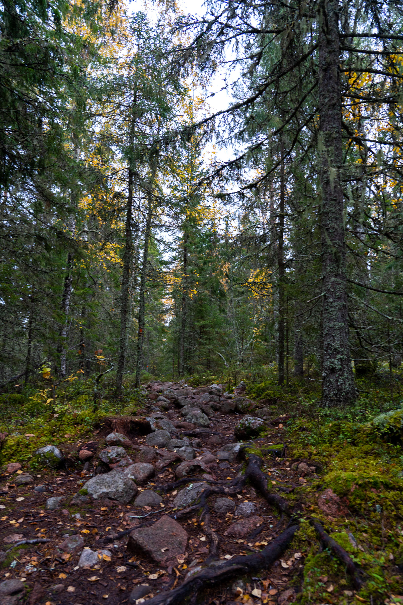 Wanderweg durch Skuleskogen