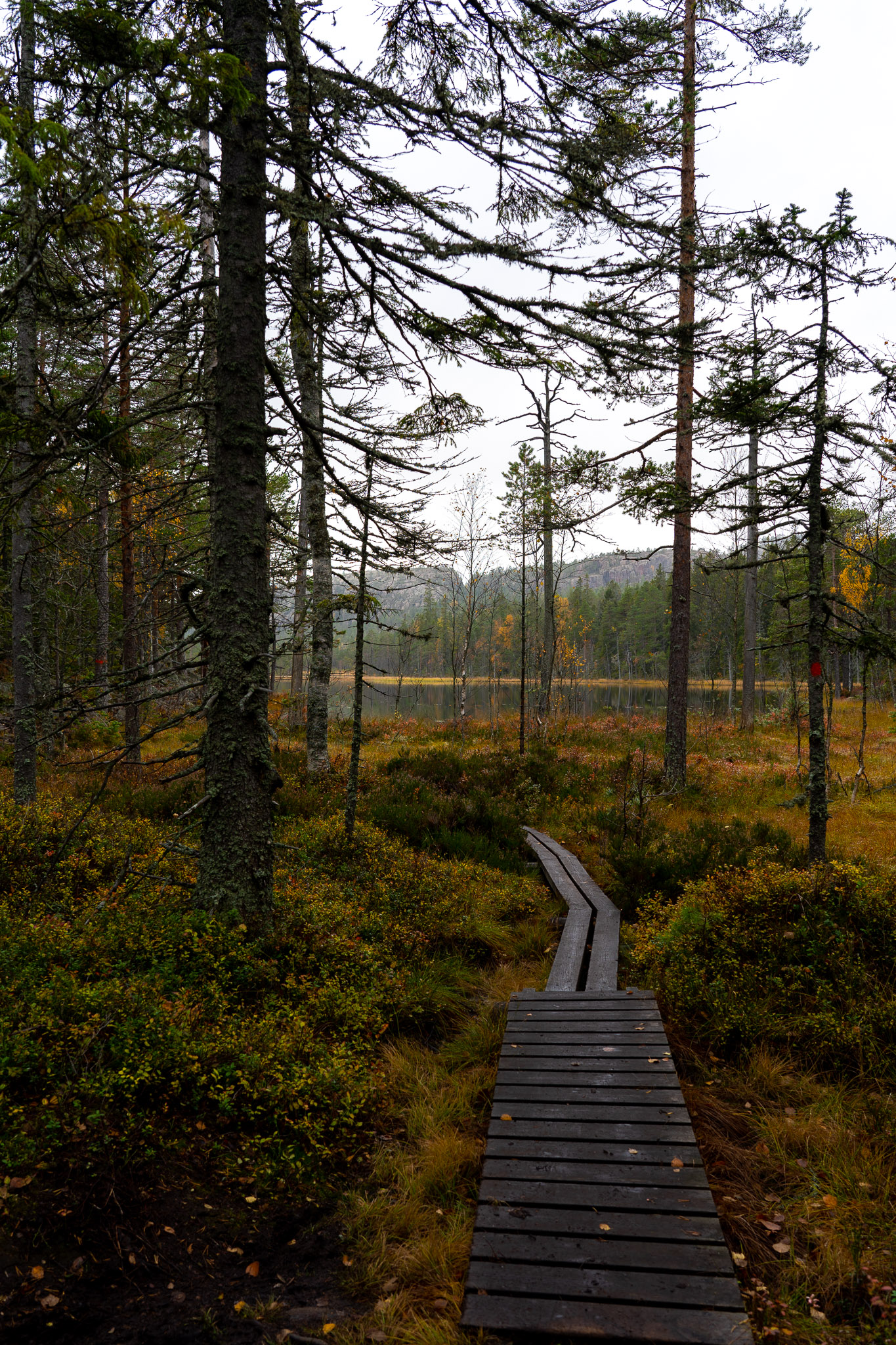 Wanderweg durch Skuleskogen