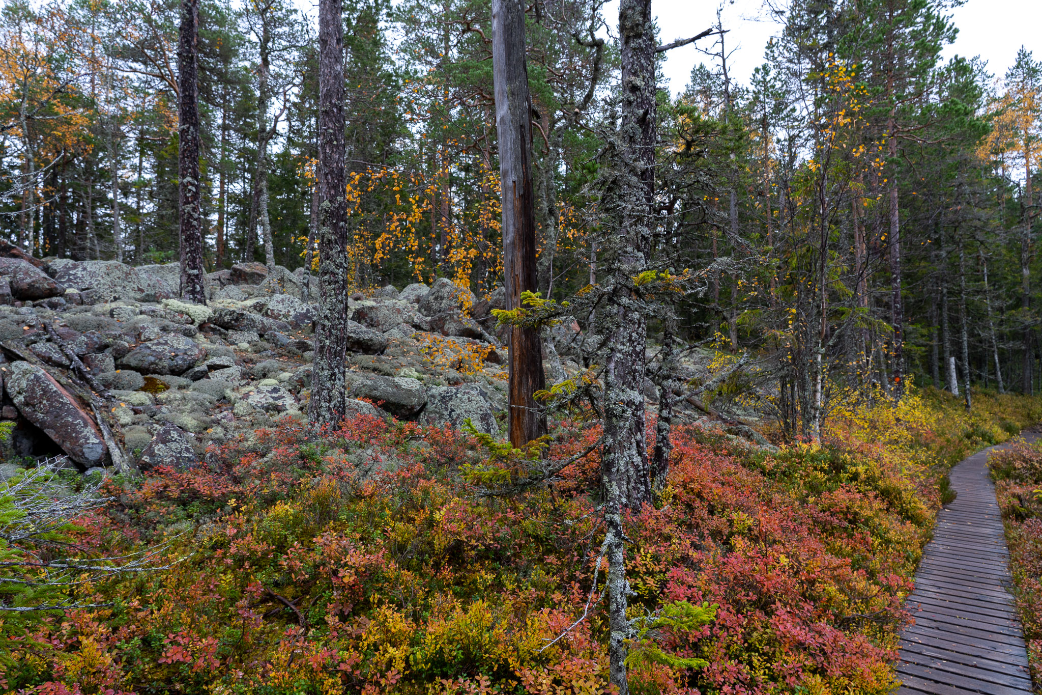 Wanderweg durch Skuleskogen