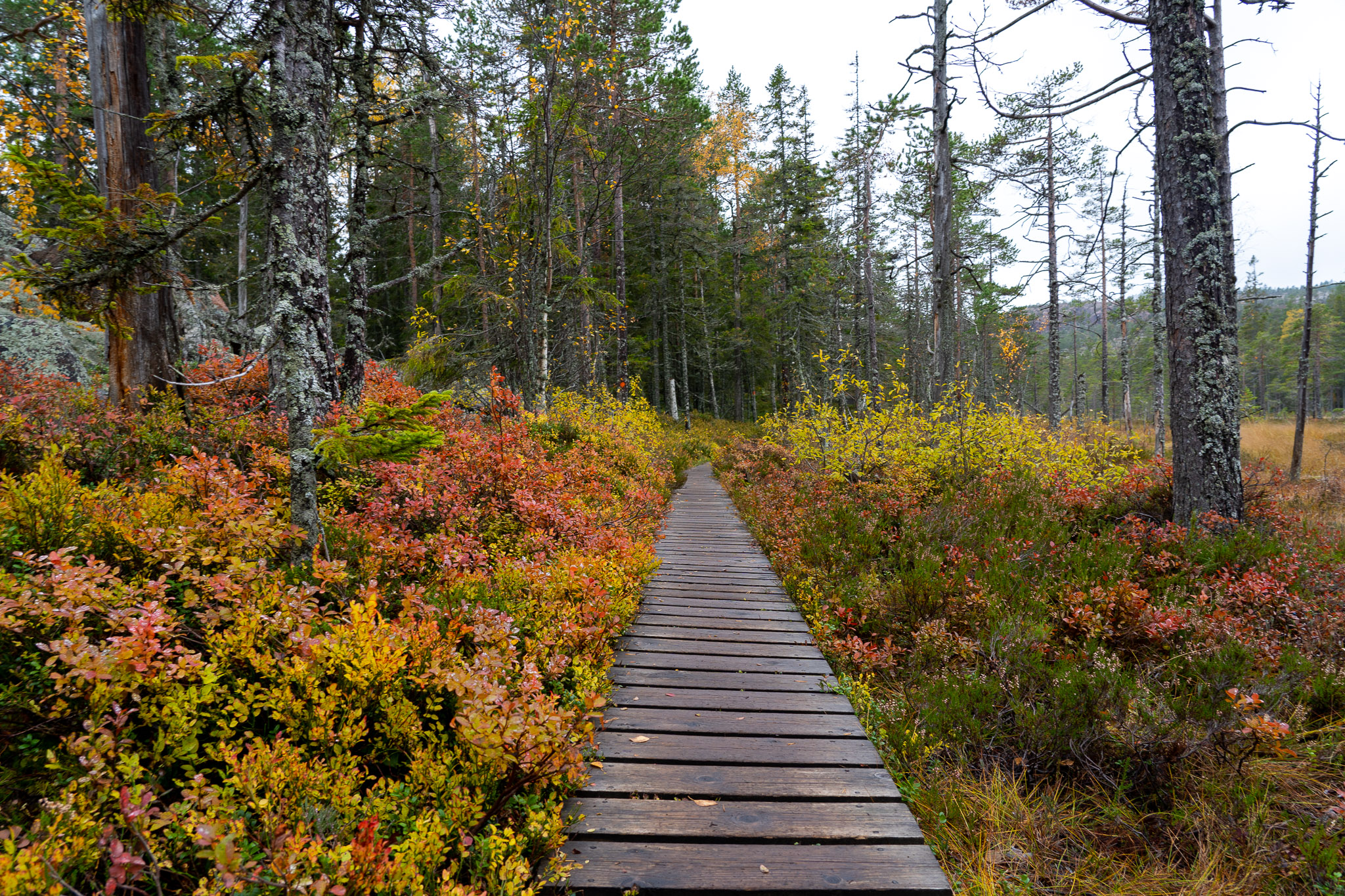 Wanderweg durch Skuleskogen