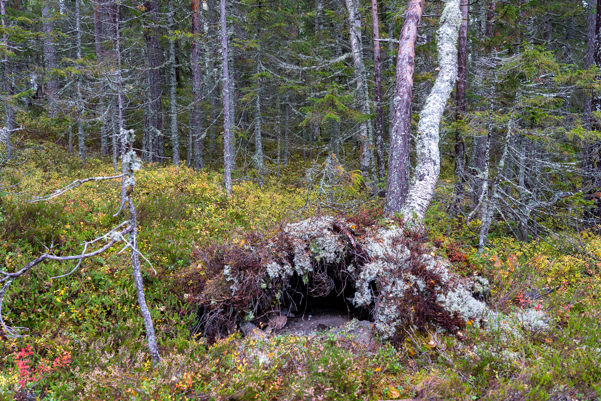 Wer hier wohl haust?