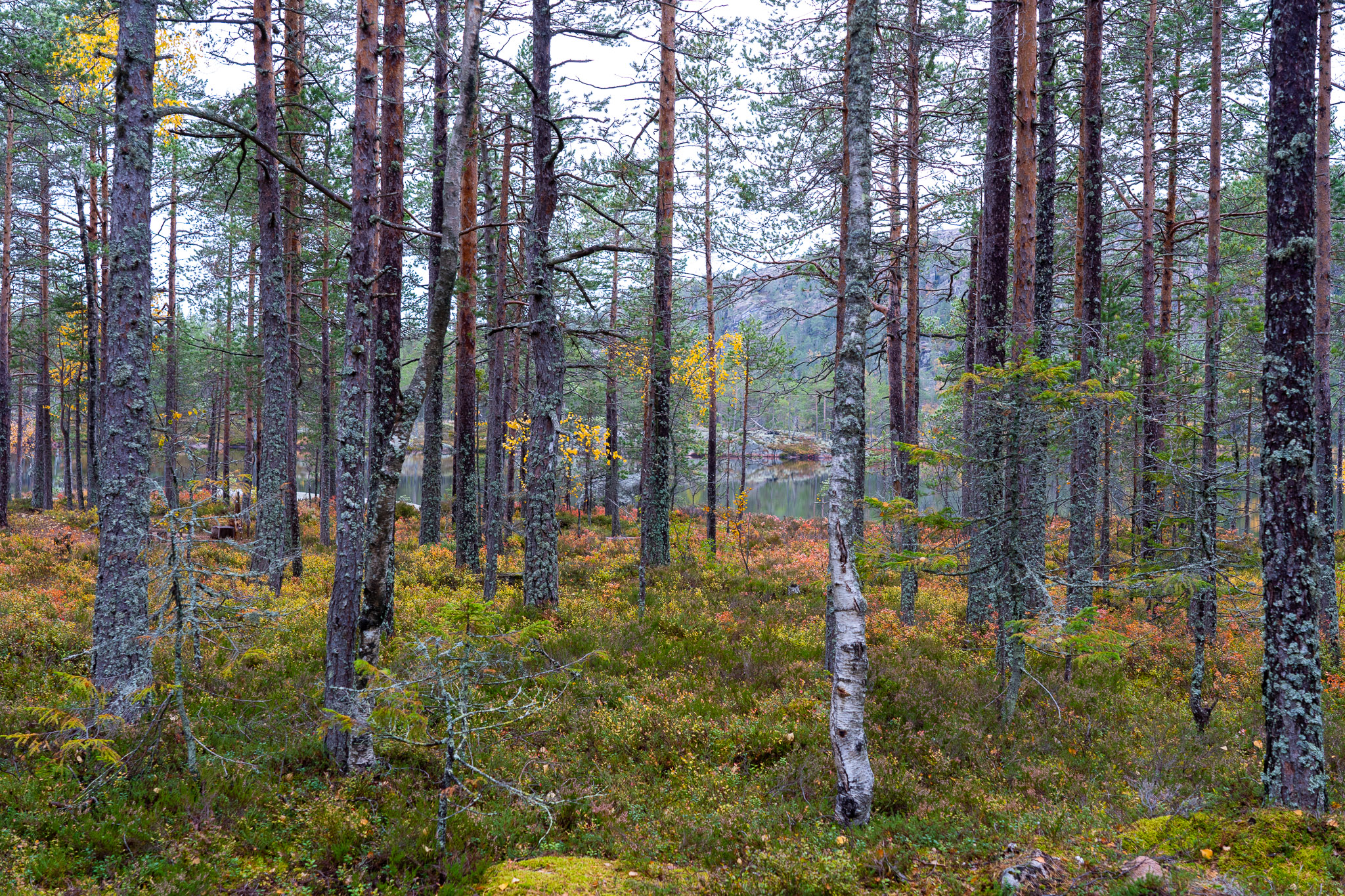 Eindrücke von Skuleskogen