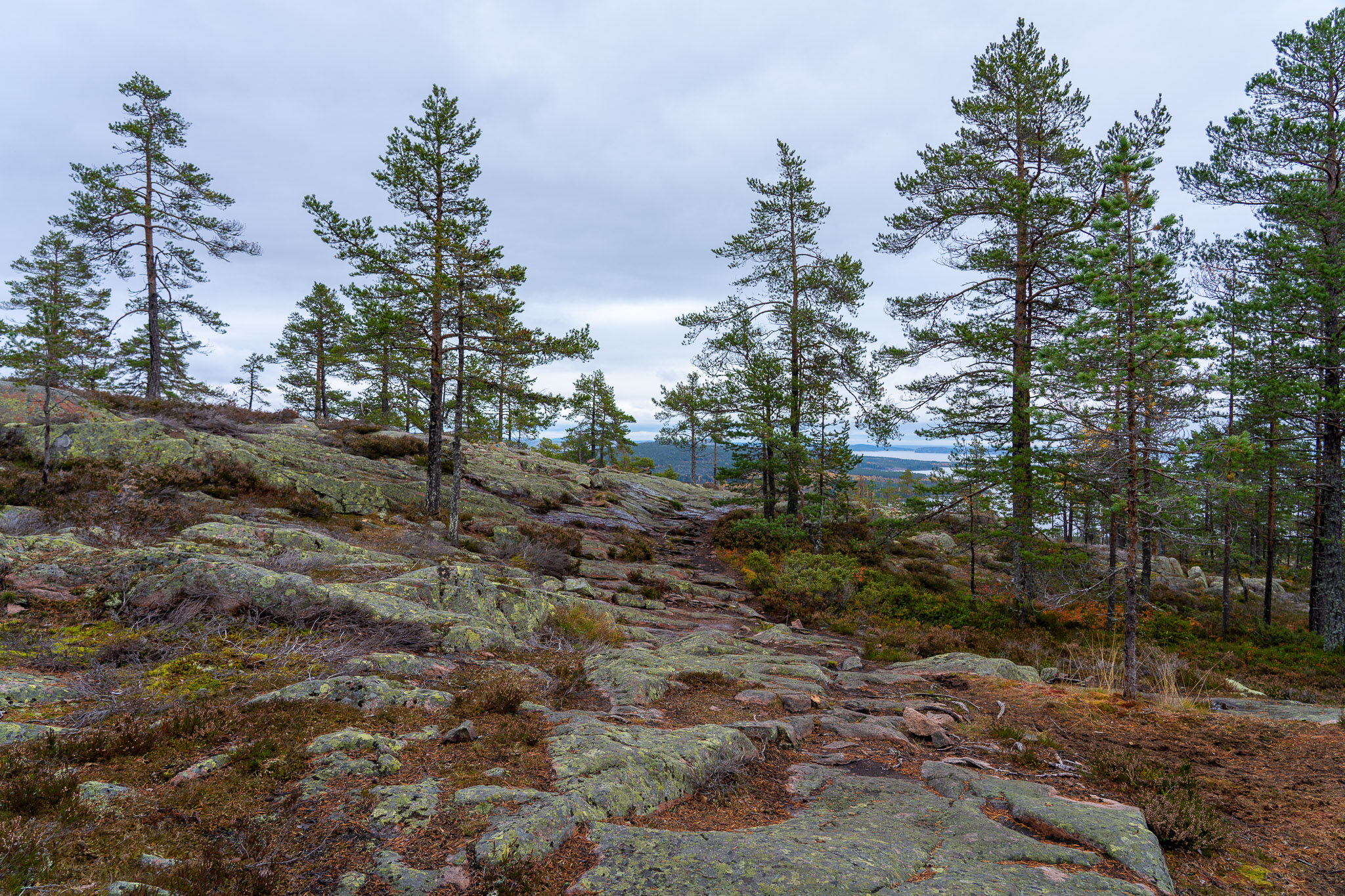 Die Bäume lichten sich...