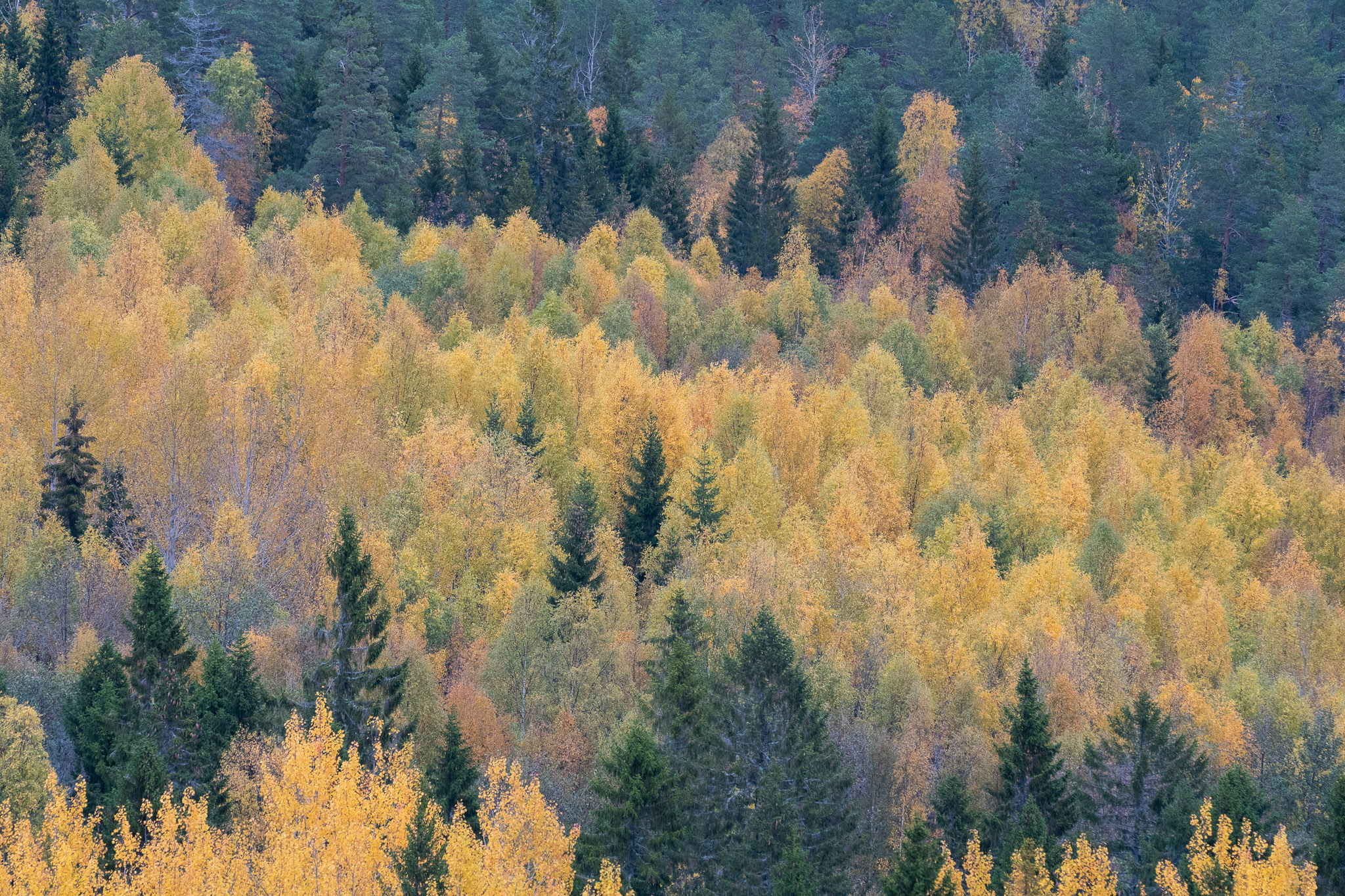 Eindrücke von Skuleskogen