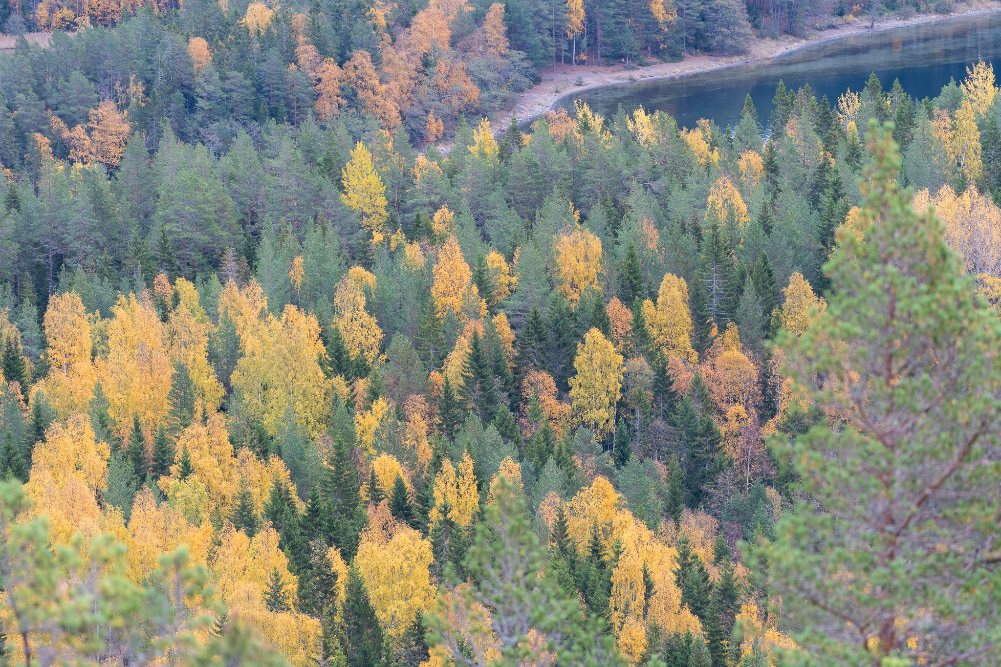 Eindrücke von Skuleskogen