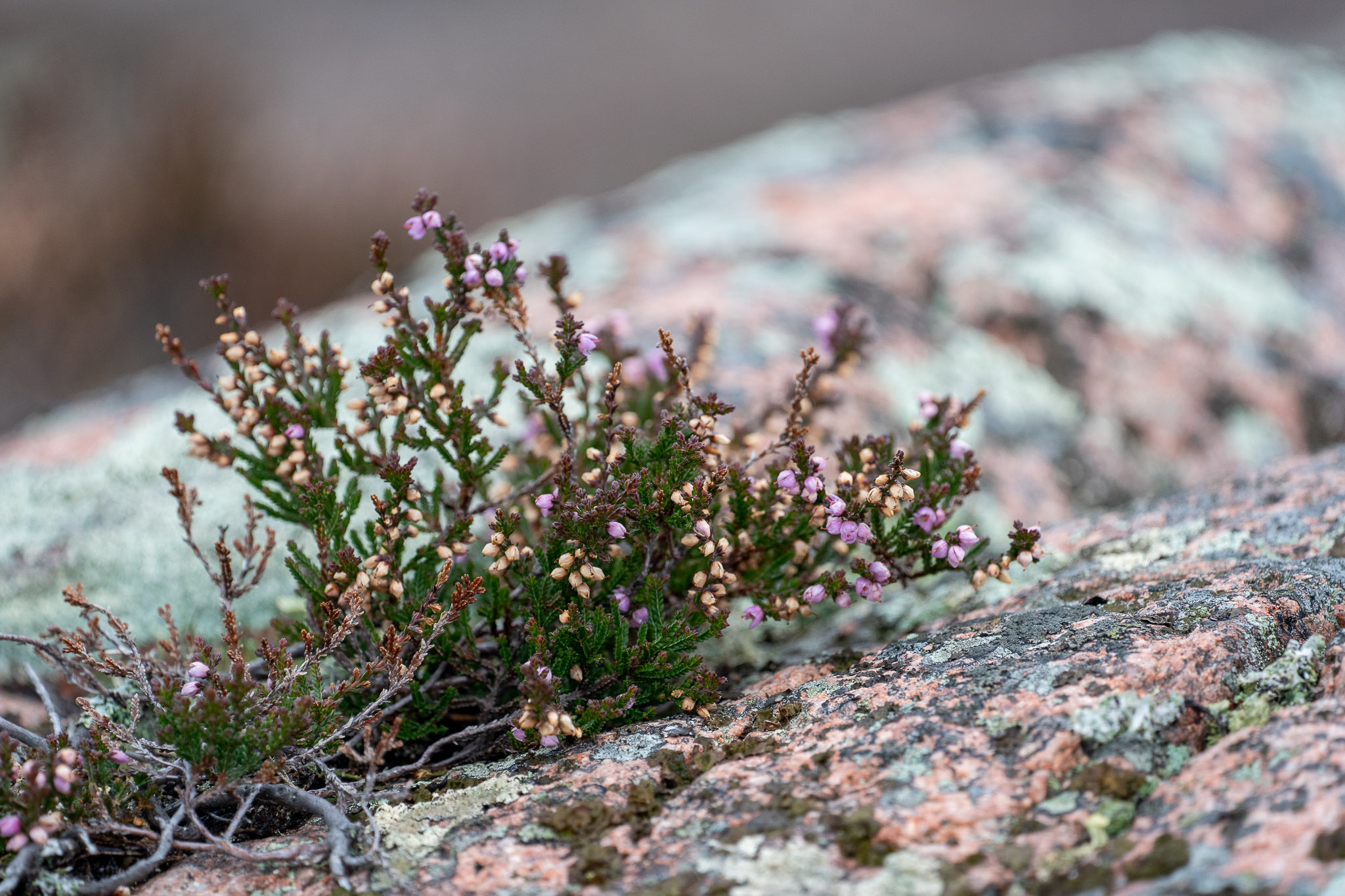 Quelle der Farbigkeit