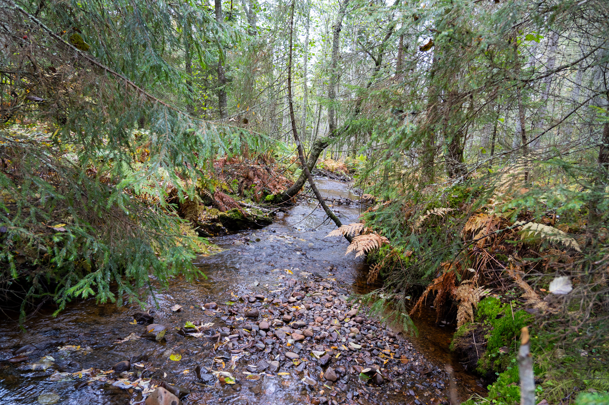 Eindrücke von Skuleskogen