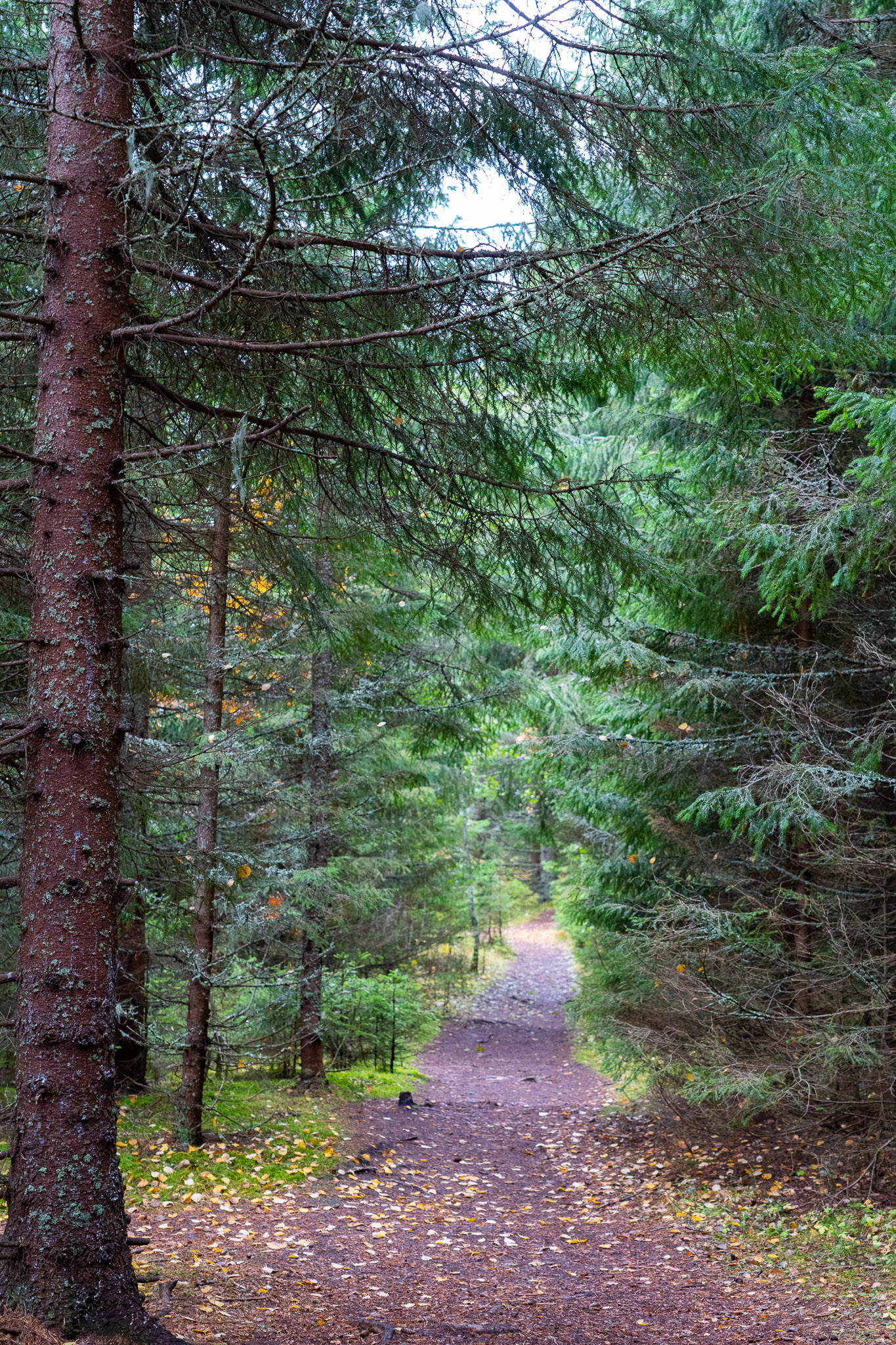 Wanderweg durch Skuleskogen