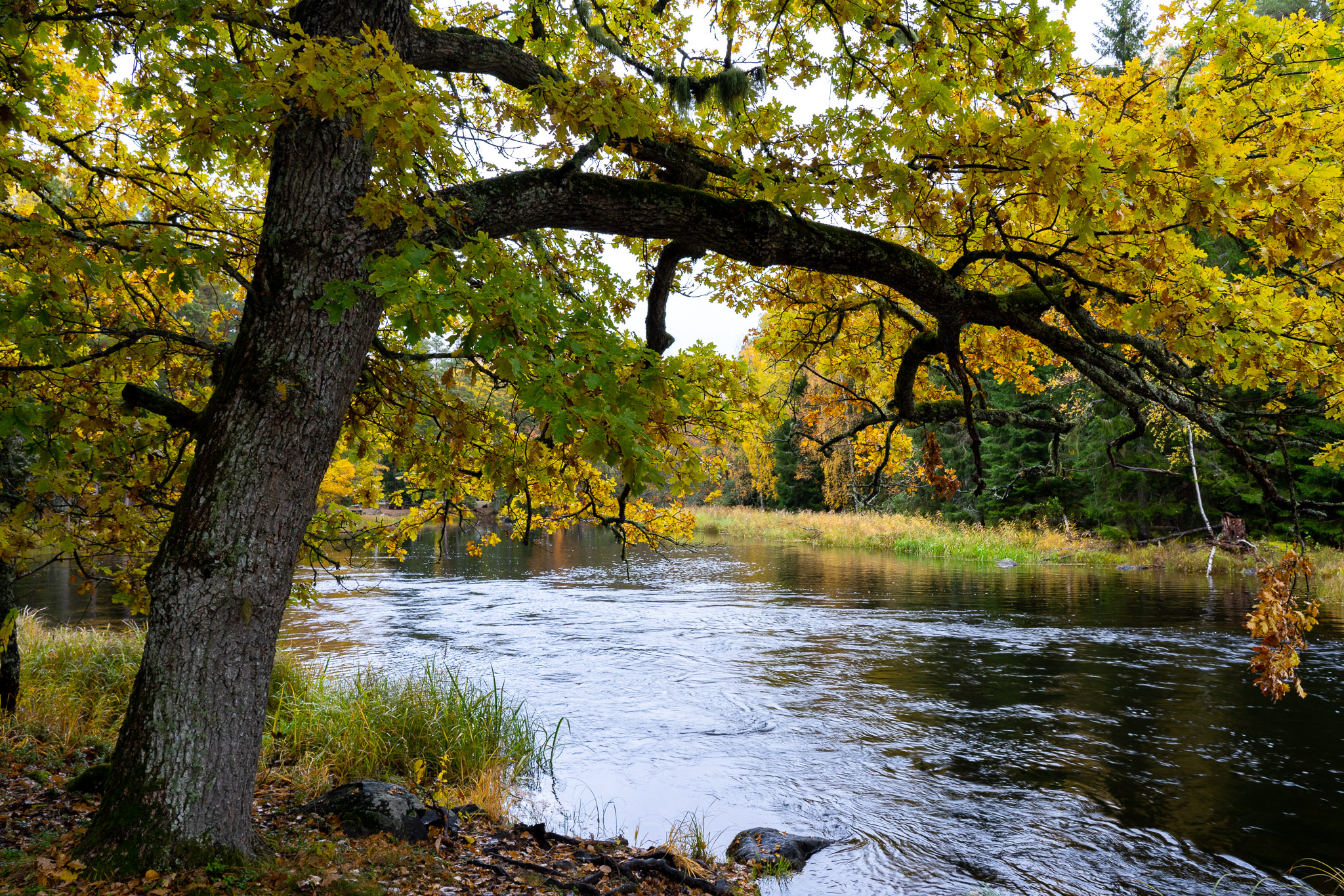 Nationalpark "Färnebofjärden"