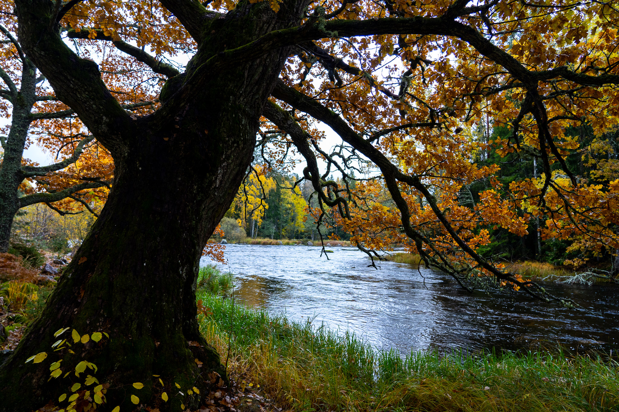 Nationalpark "Färnebofjärden"
