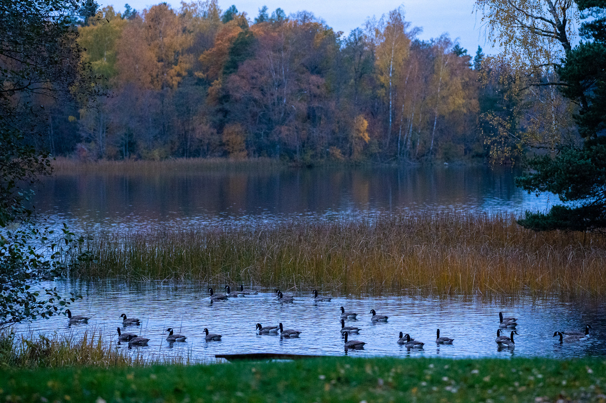 Quelle des Geschreis