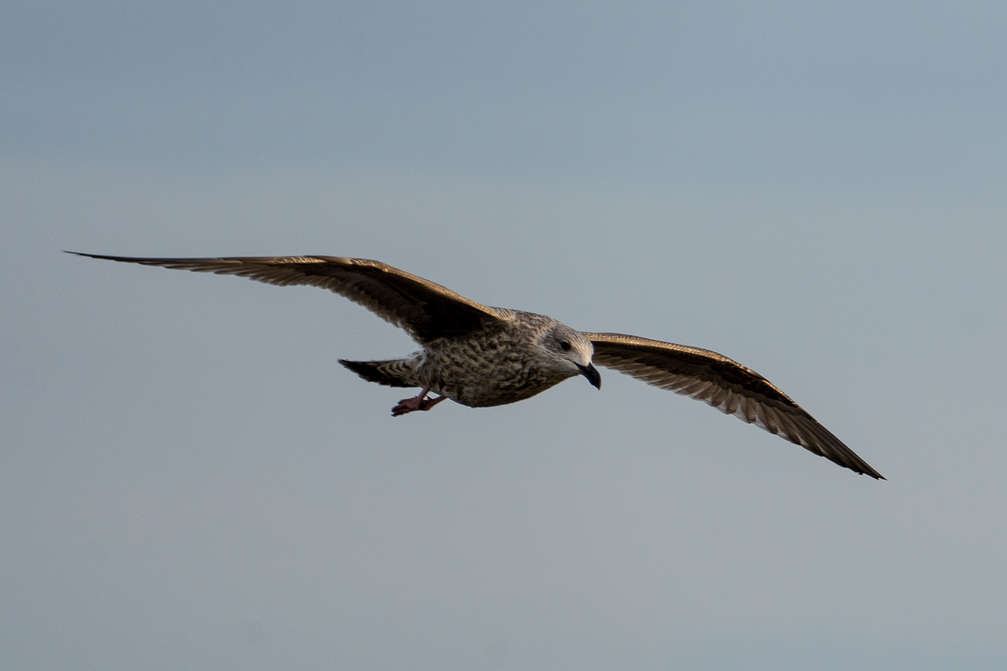 Möwe - wir haben aufgehört zu zählen...