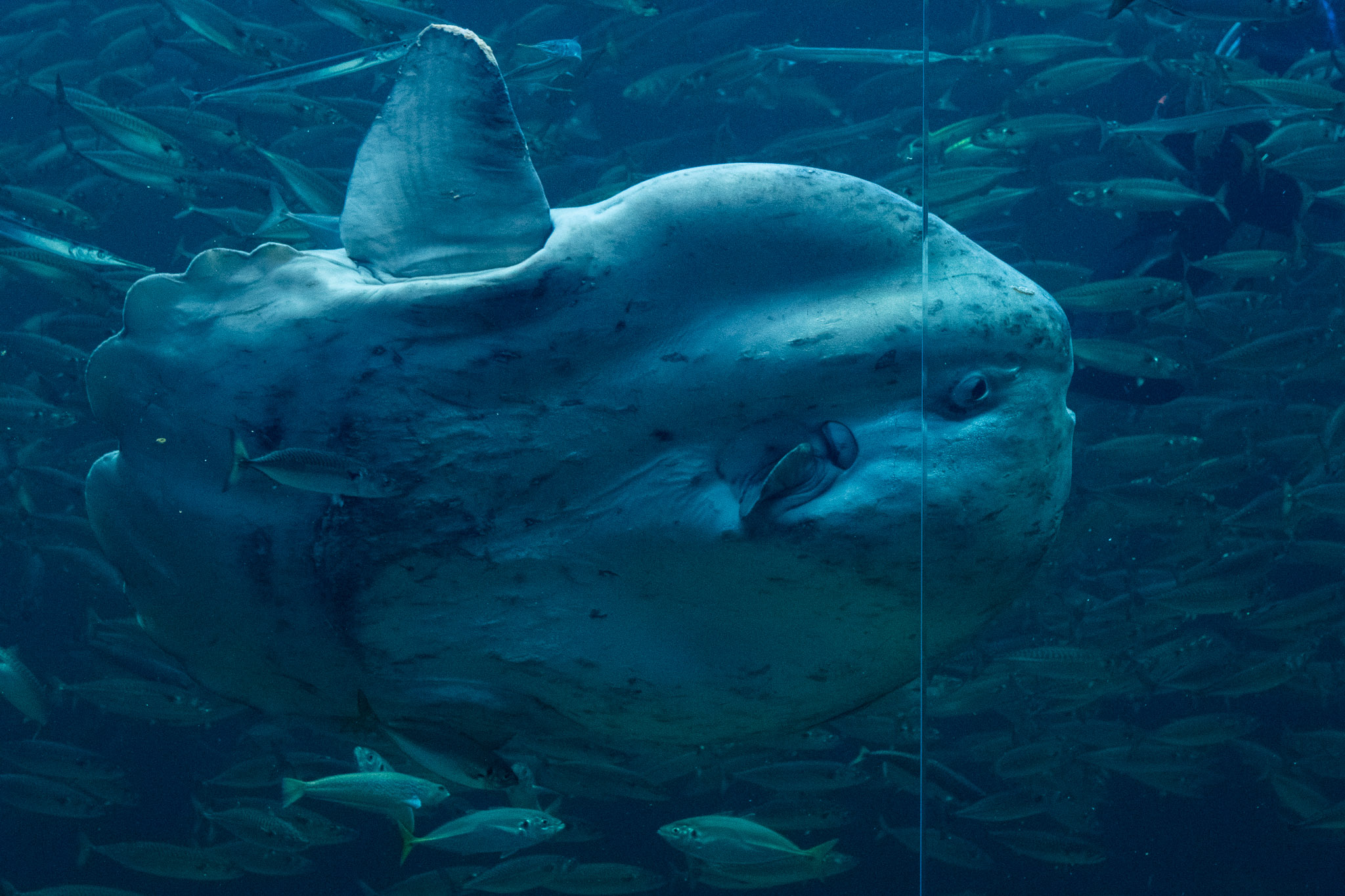 gigantischer Mondfisch