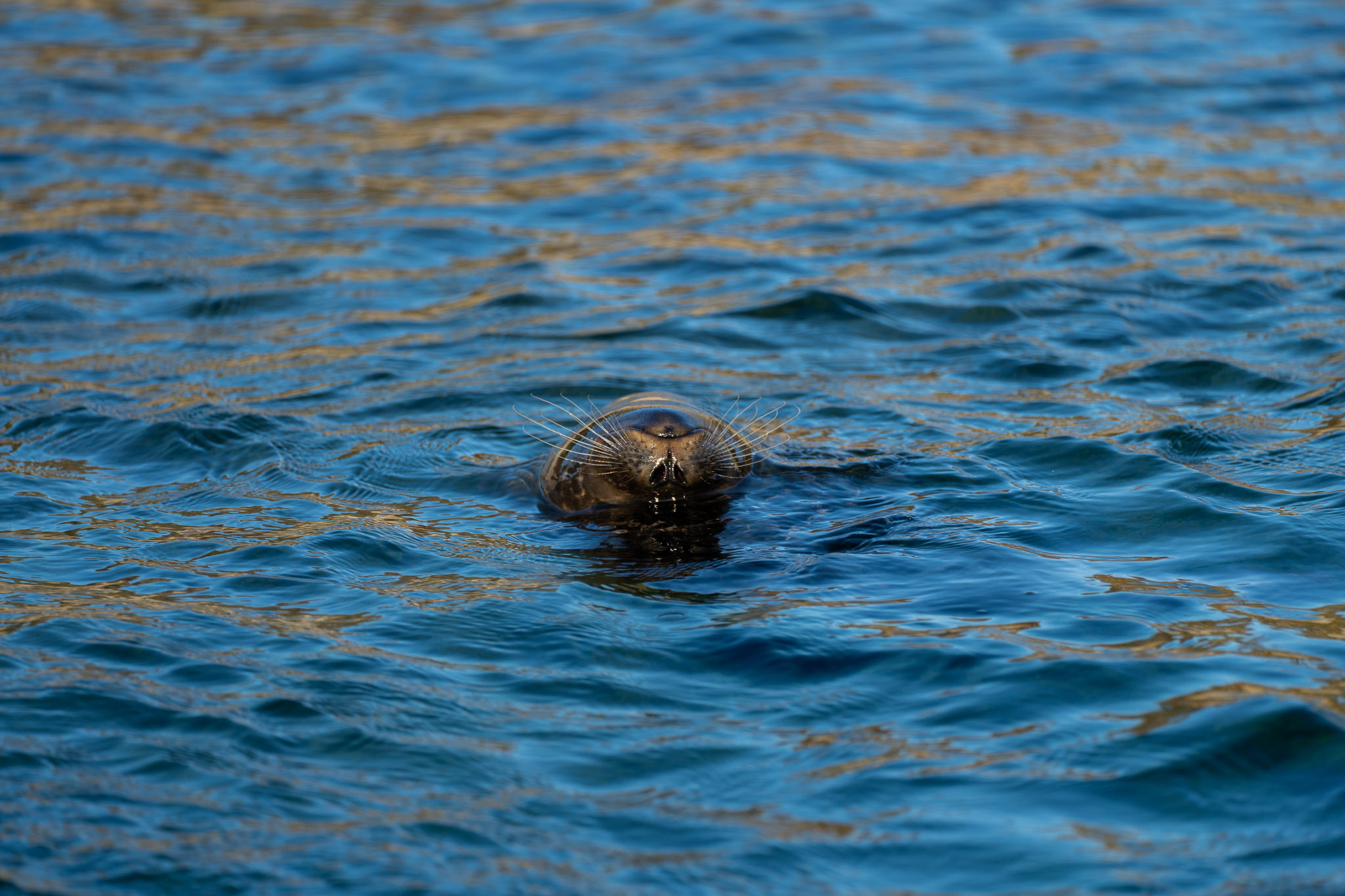 Robby das Robbenbaby