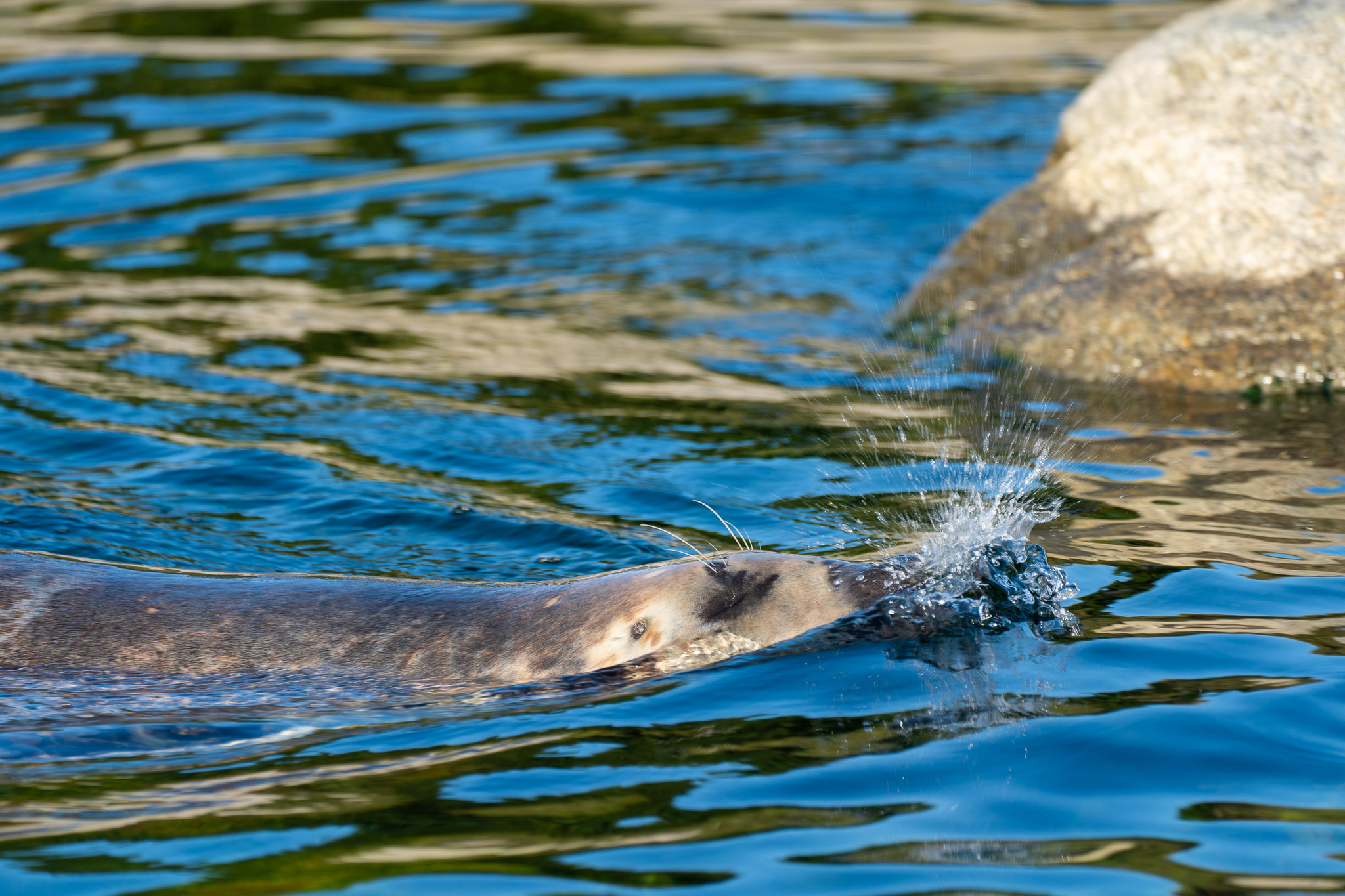 Bobby der Robben-Papi