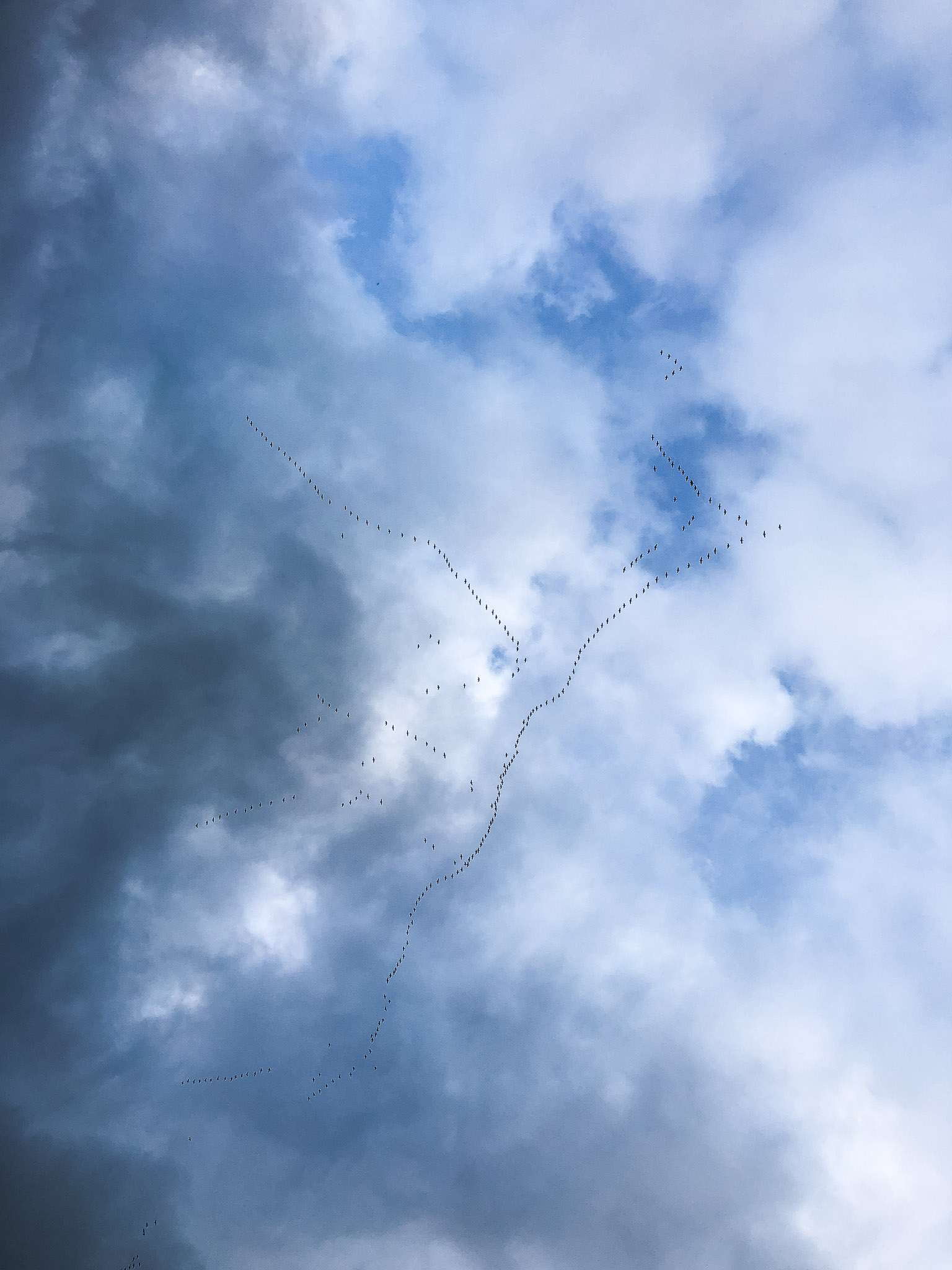 ein riesen Geschnatter