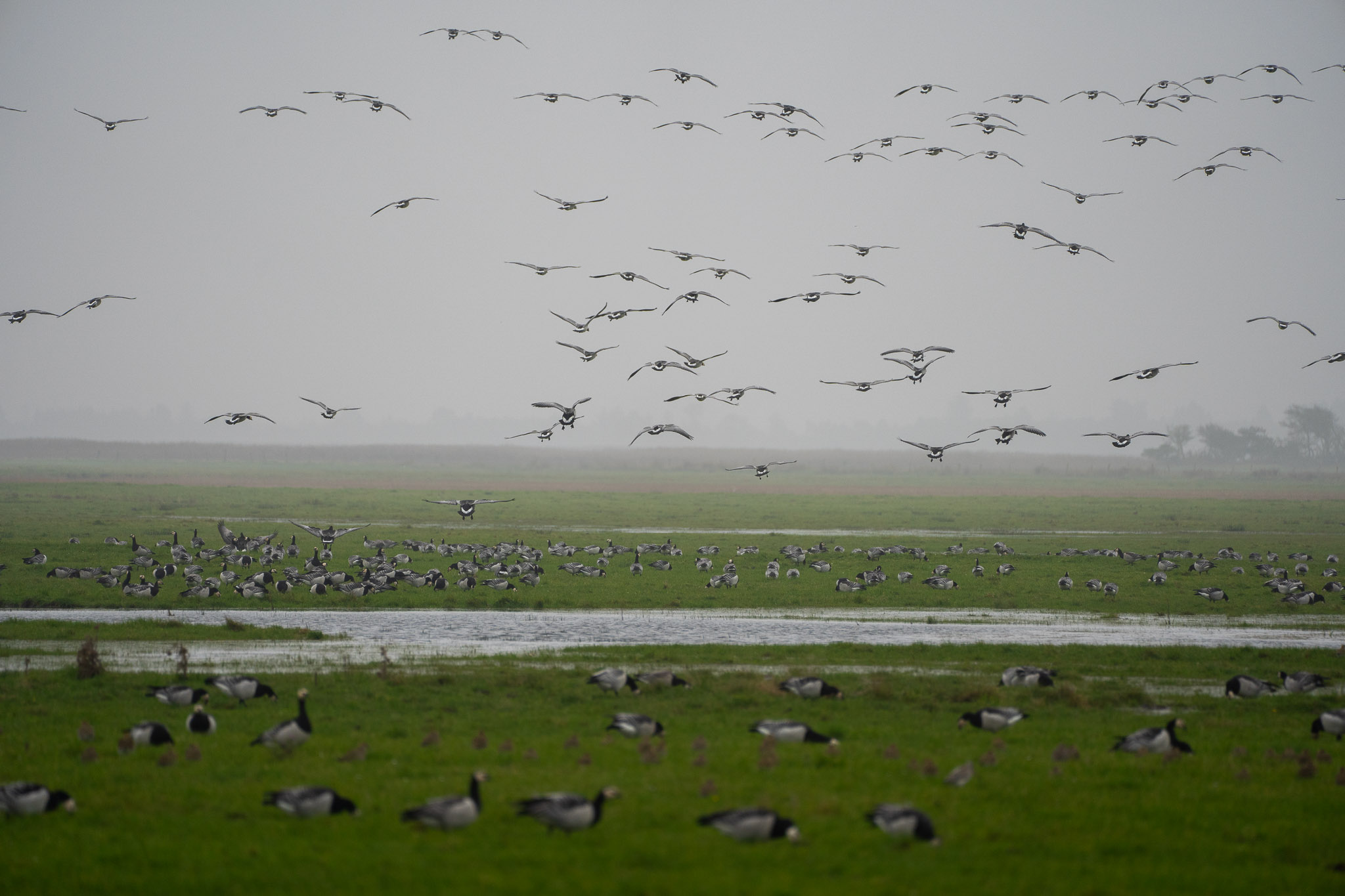 Gänse - trotz Nebel gab's einige zu sehen