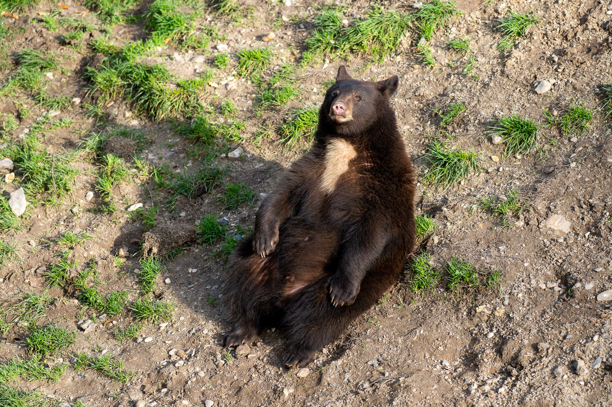 gemütliches Bärchen