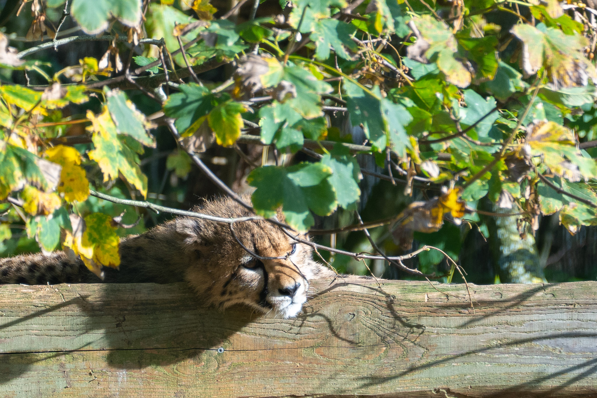 sonnendes Gepardenjunges