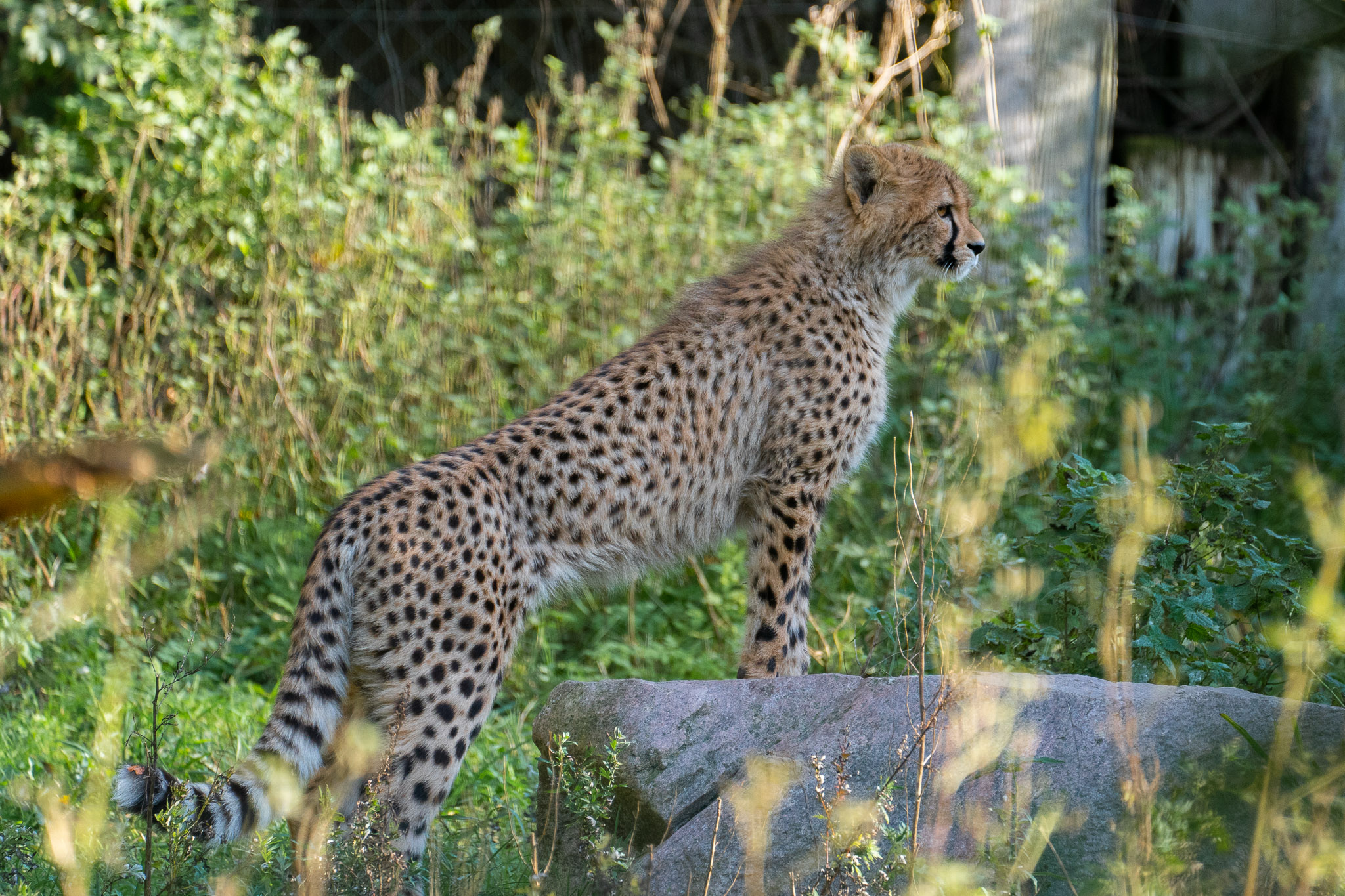 Mama ist auf der Hut