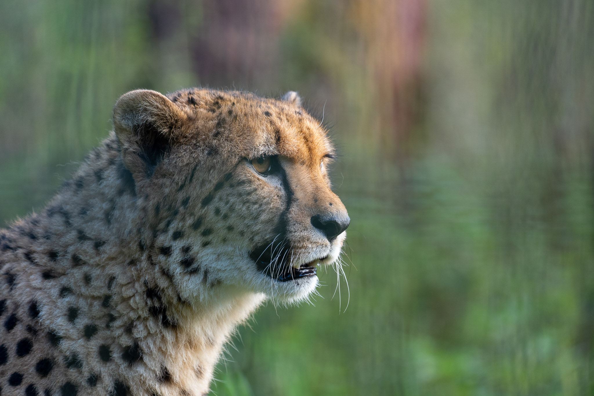 Gepard